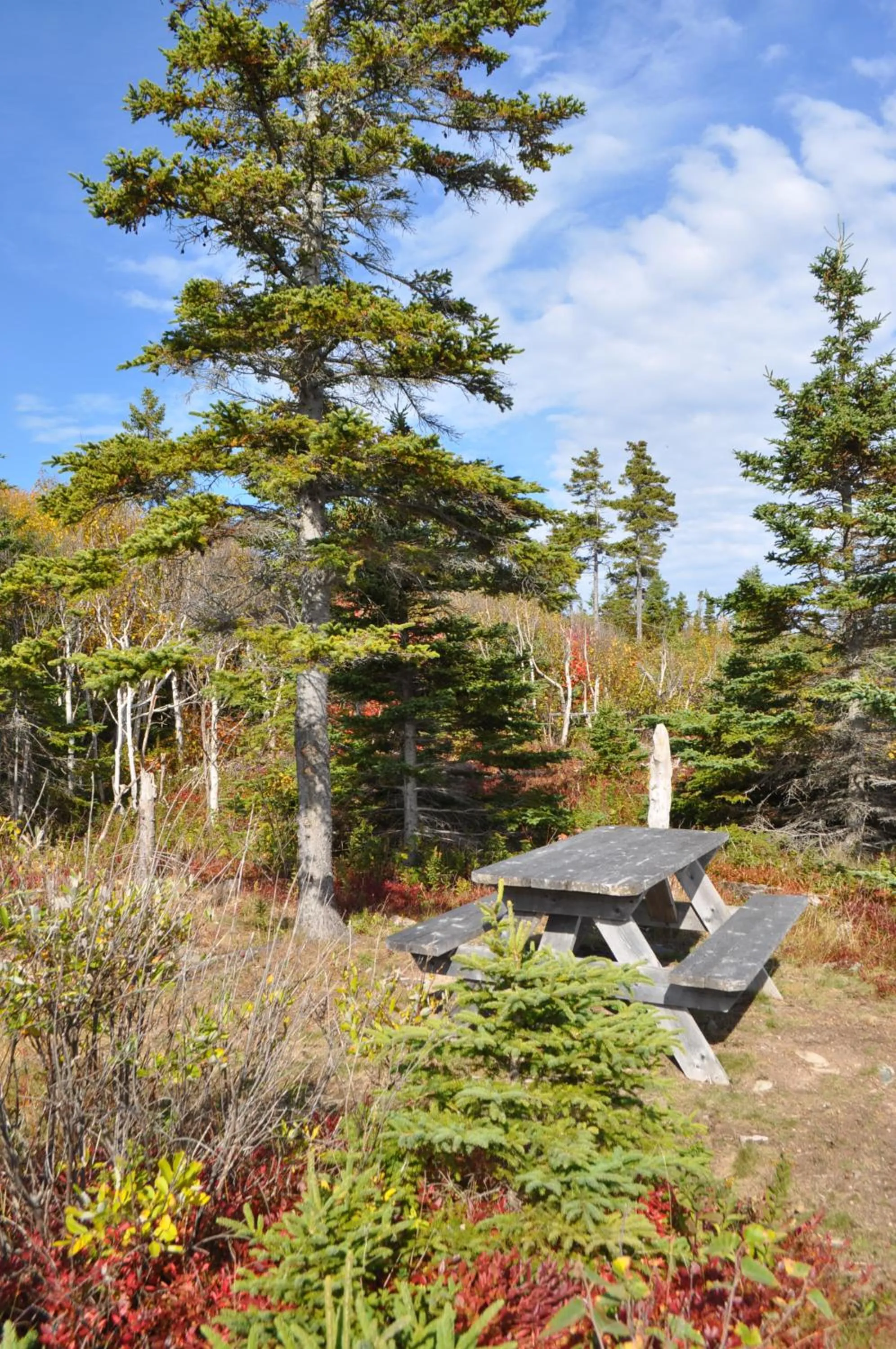 Garden in The Sleeping Moose Cottage