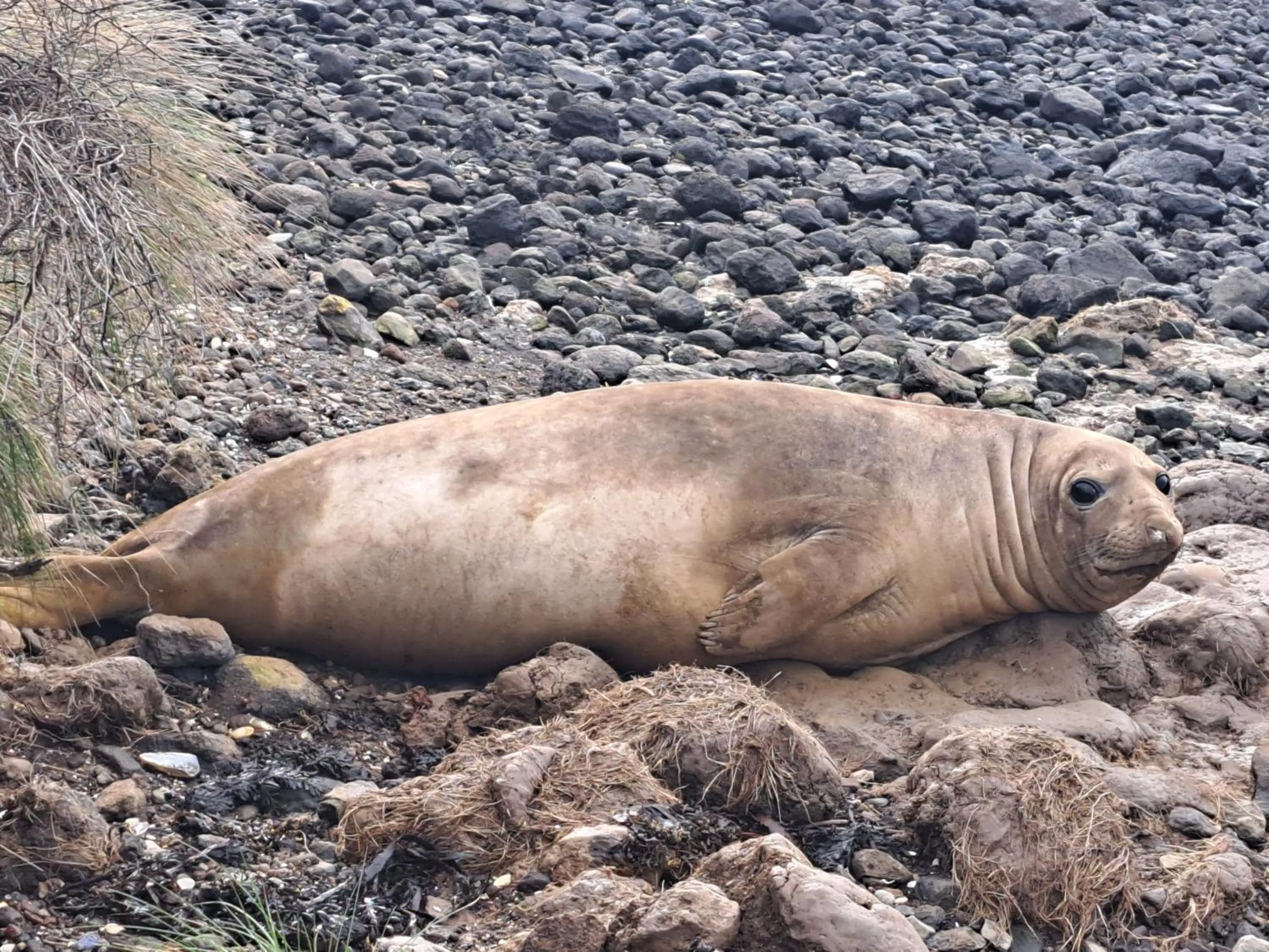 Animals in Port Levy B & B Christchurch