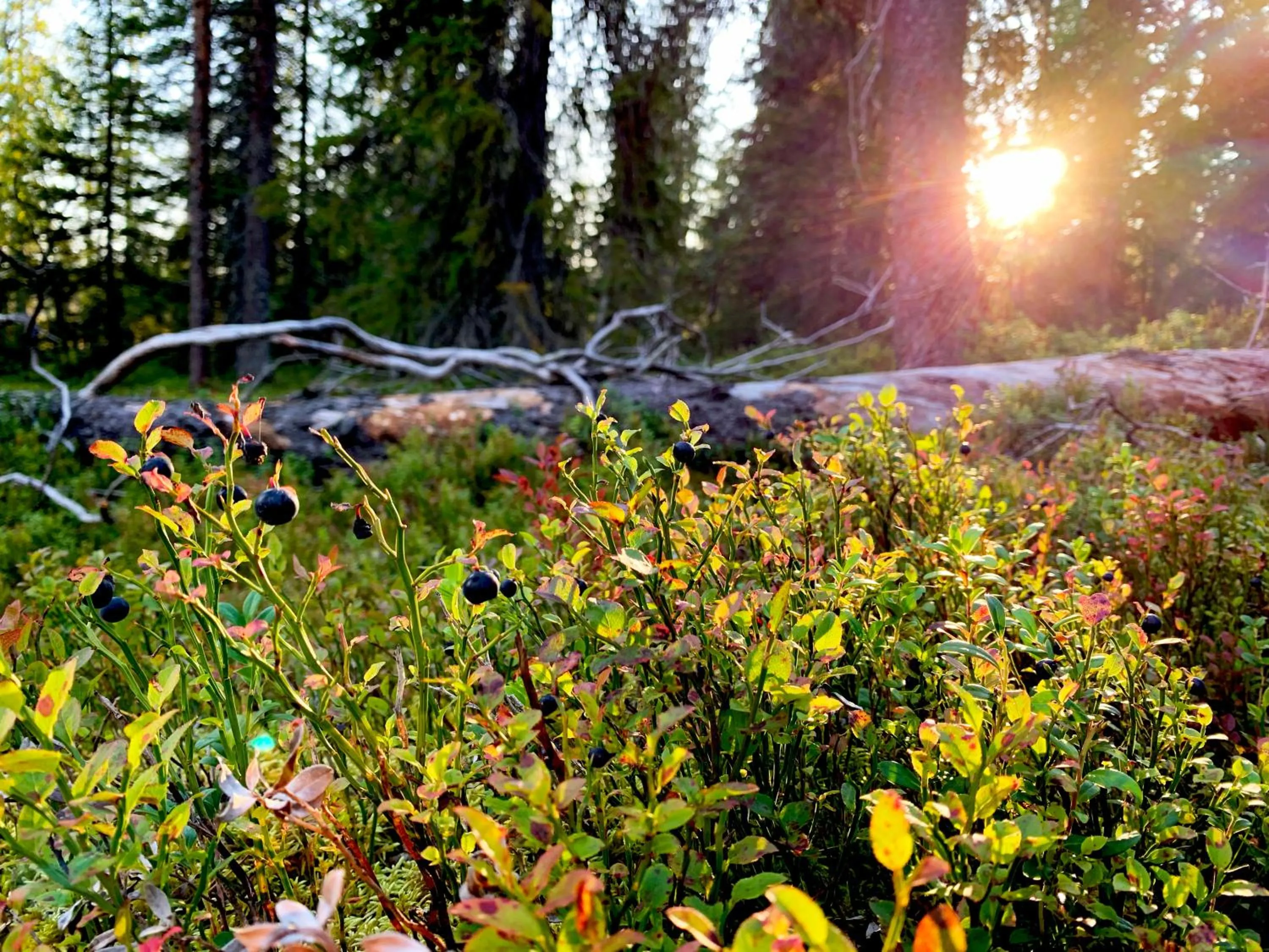 Natural landscape in KIDE hotel by Iso-Syöte