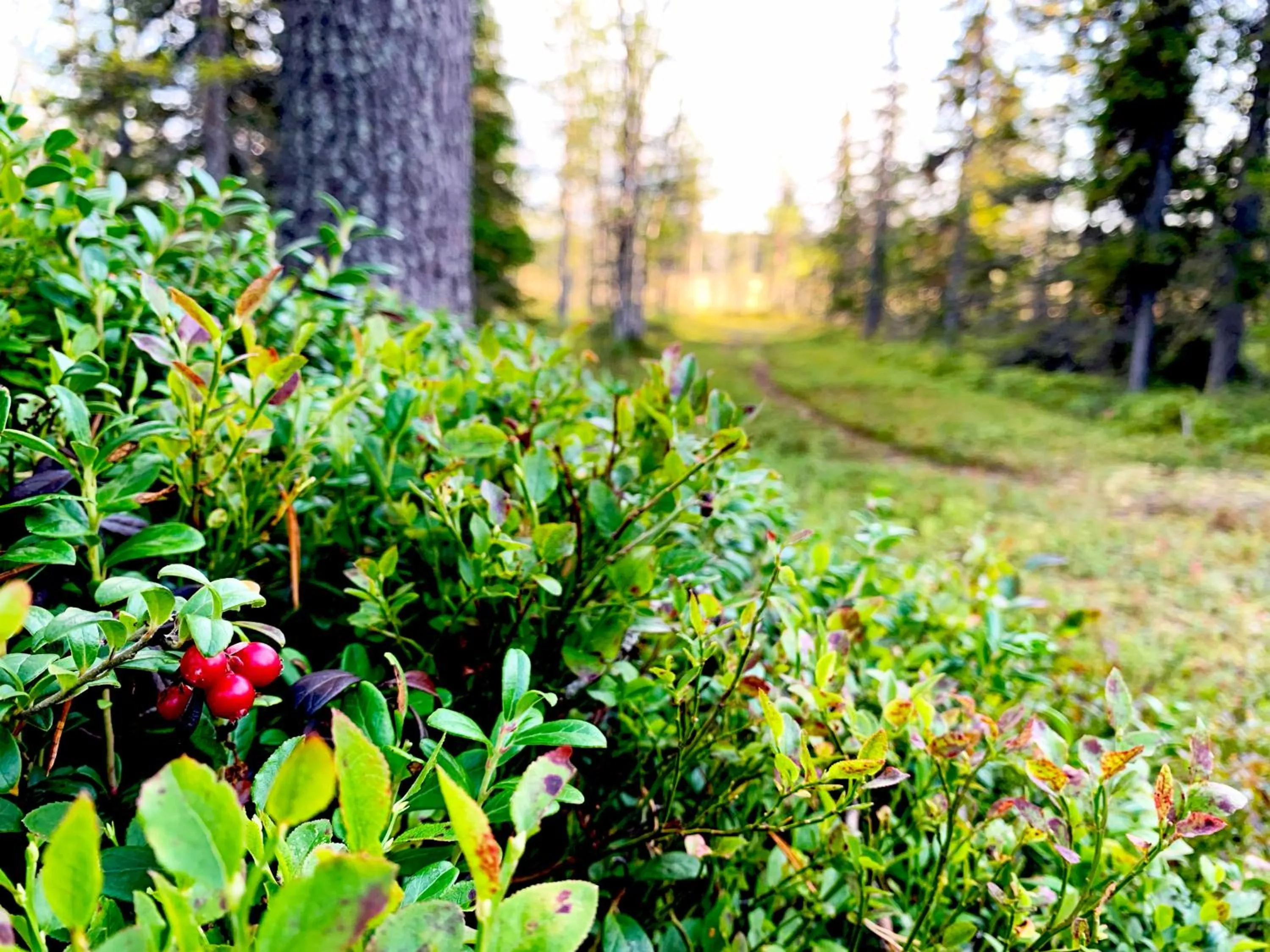 Natural landscape in KIDE hotel by Iso-Syöte