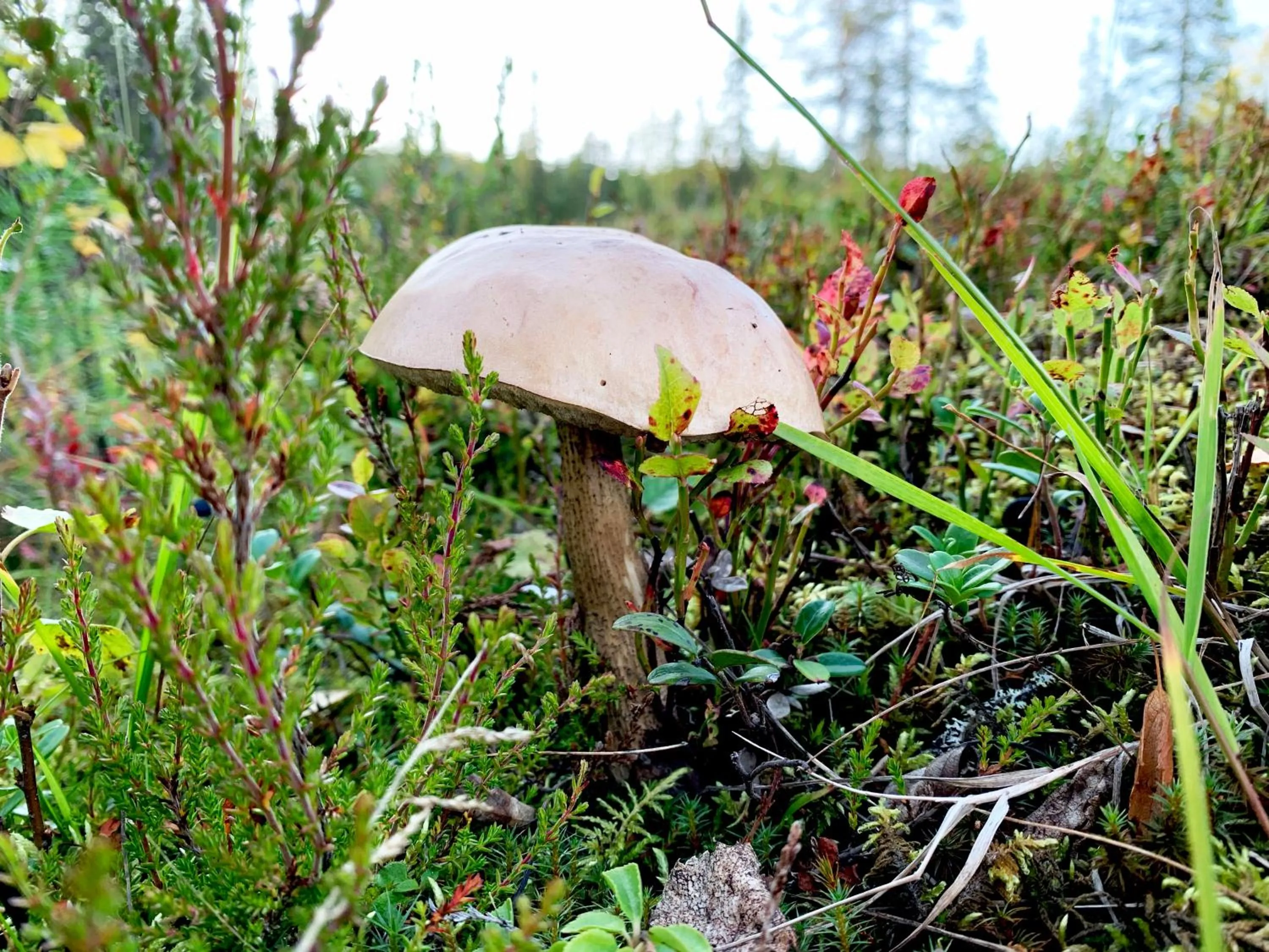 Natural landscape in KIDE hotel by Iso-Syöte