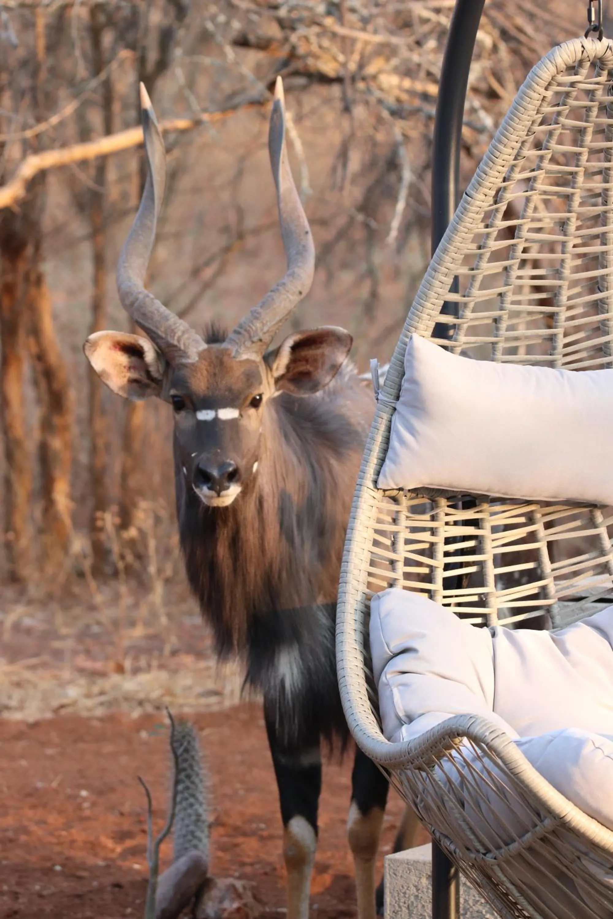 Day in Ukuthula Bush Lodge