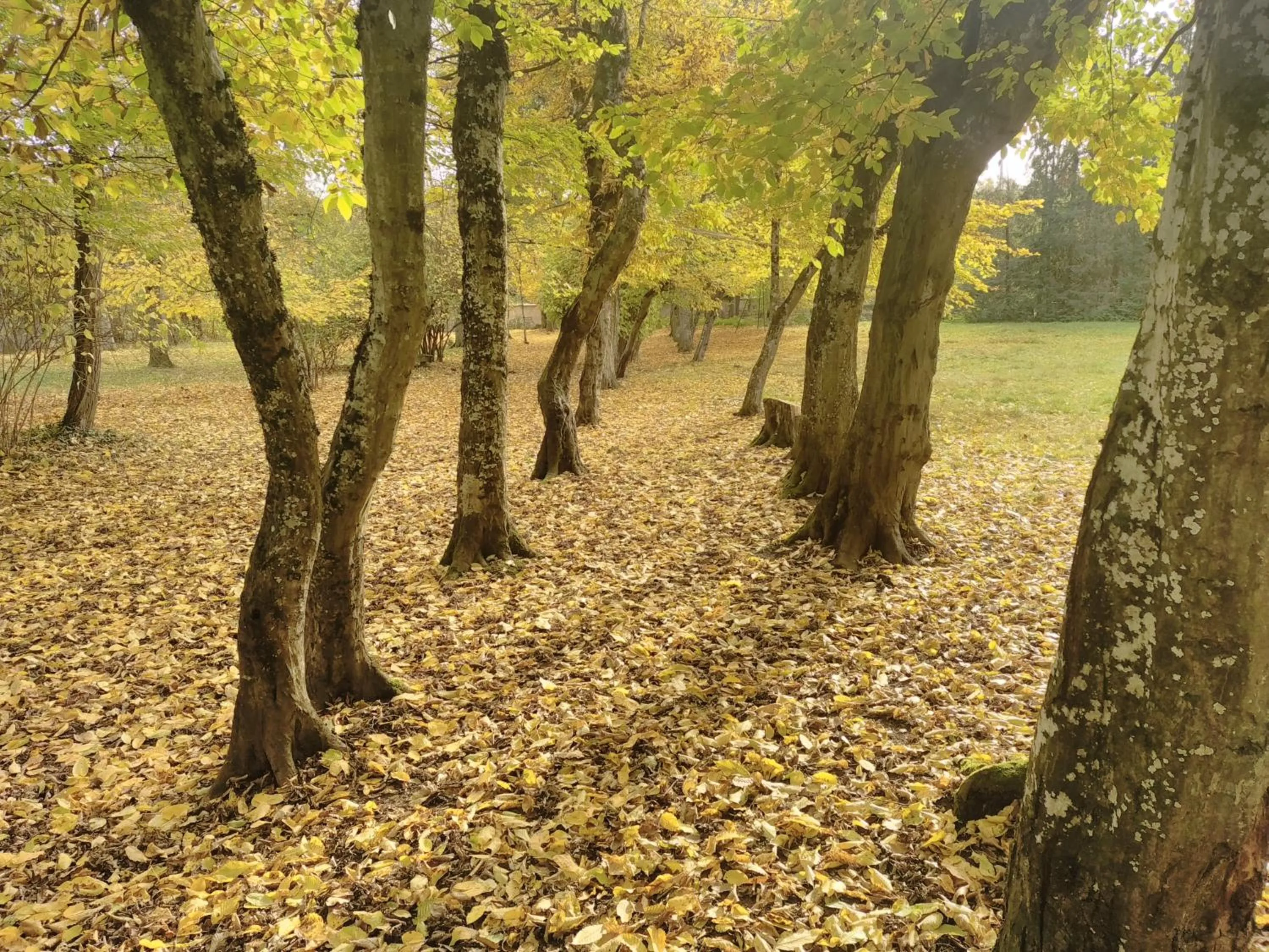 Garden in La Passagere