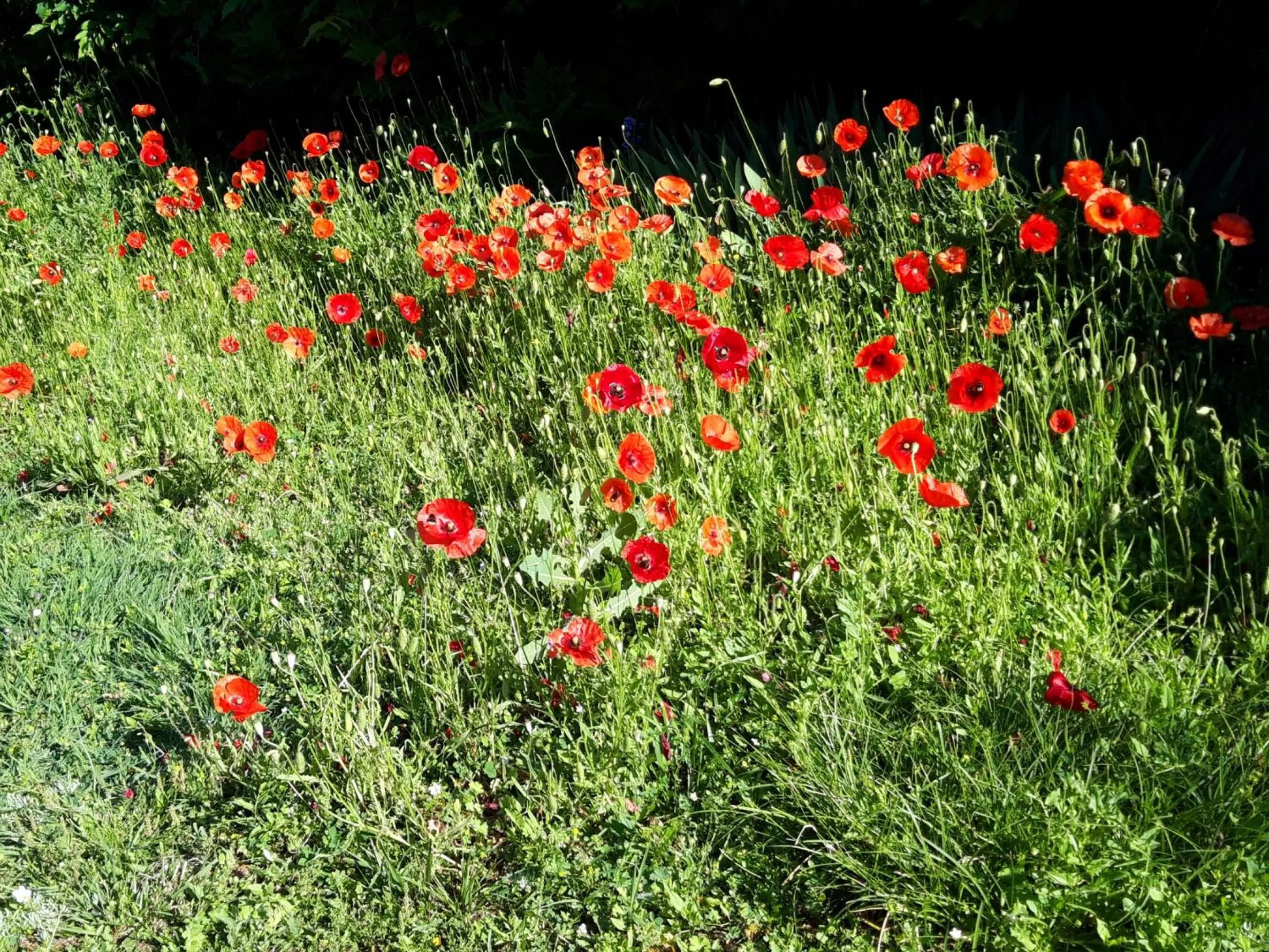 Garden view in La Passagere