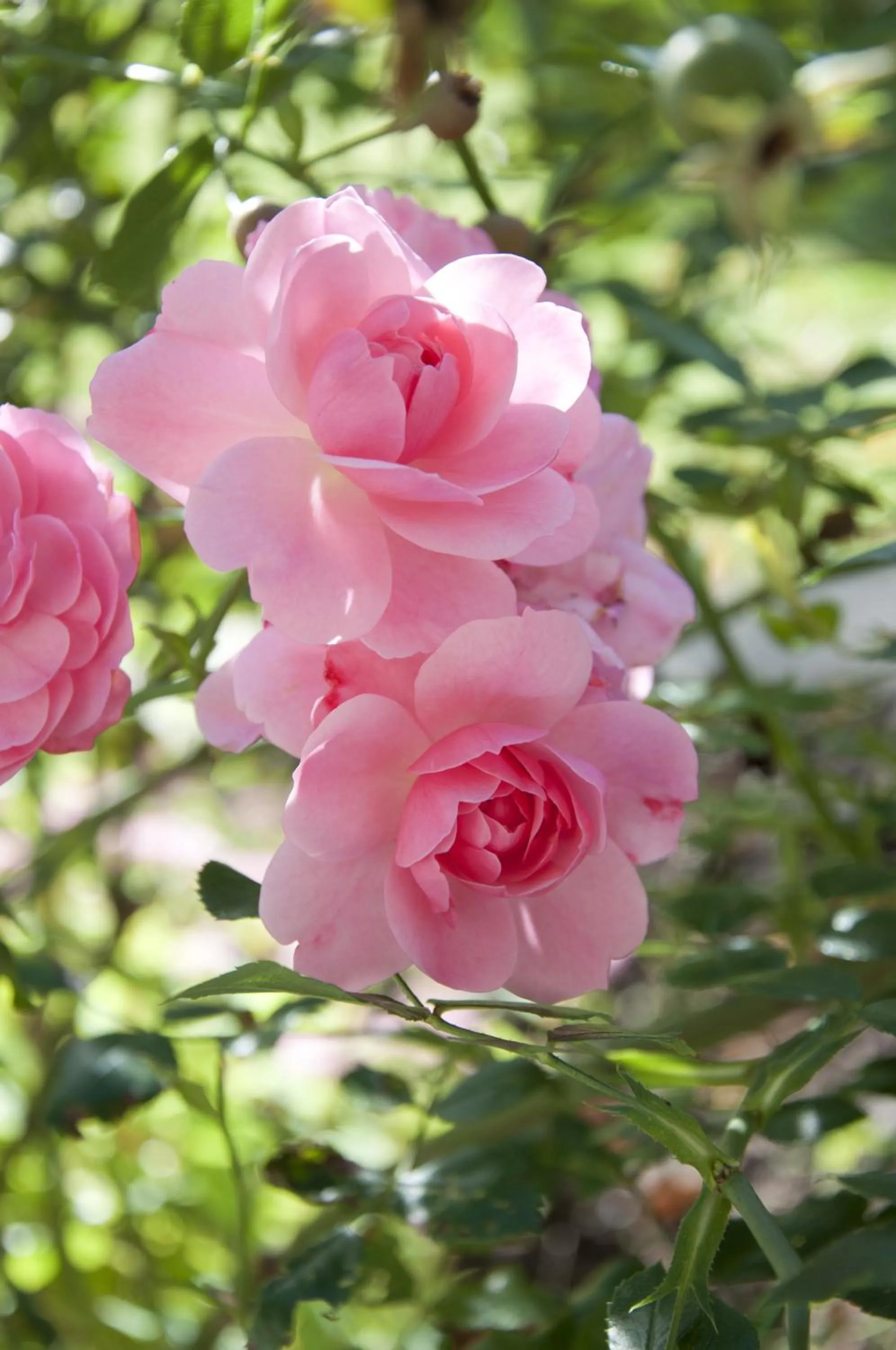 Decorative detail in Hotel Wictoria