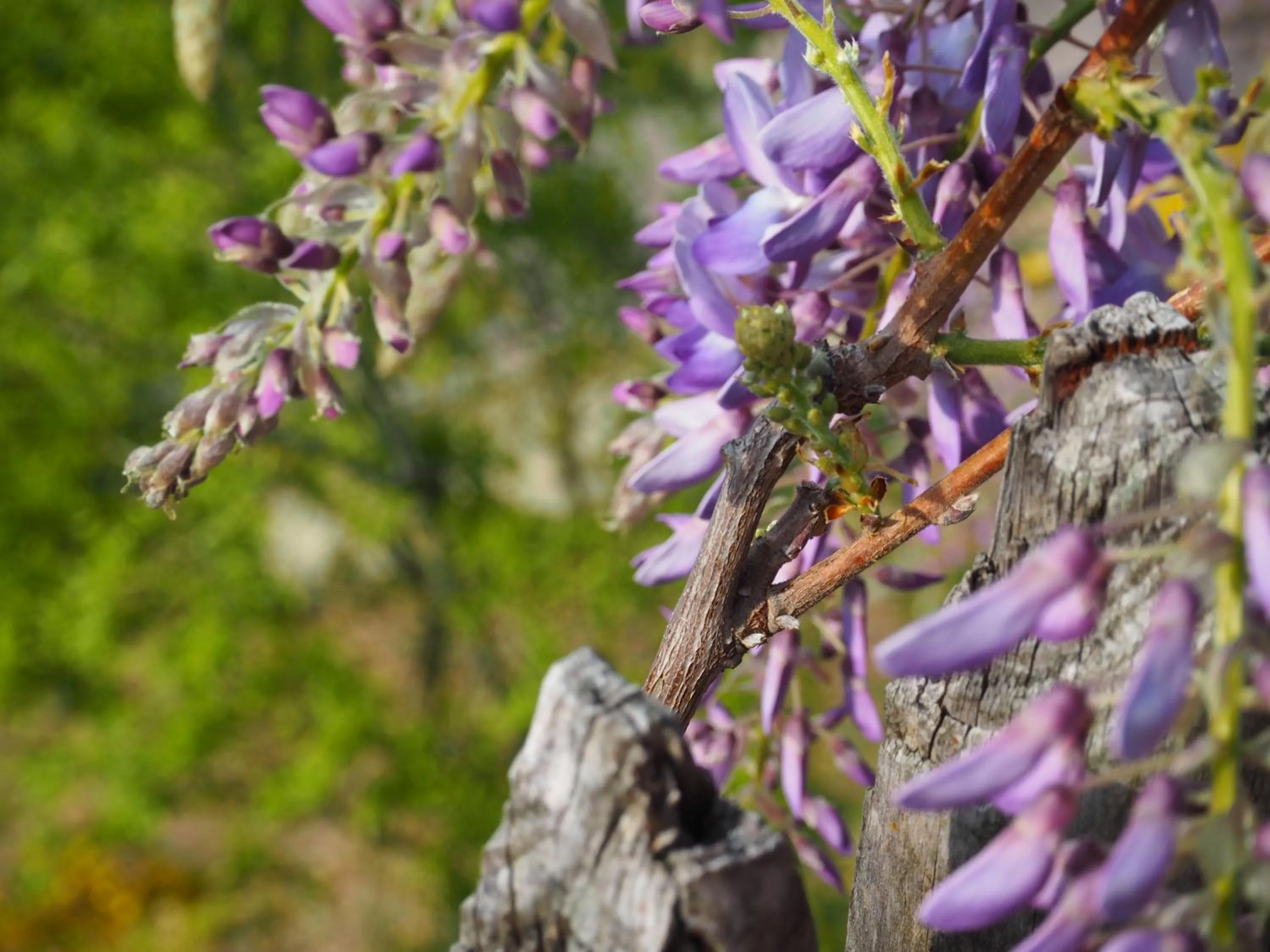 Breakfast in Mountain Village Hasenegg