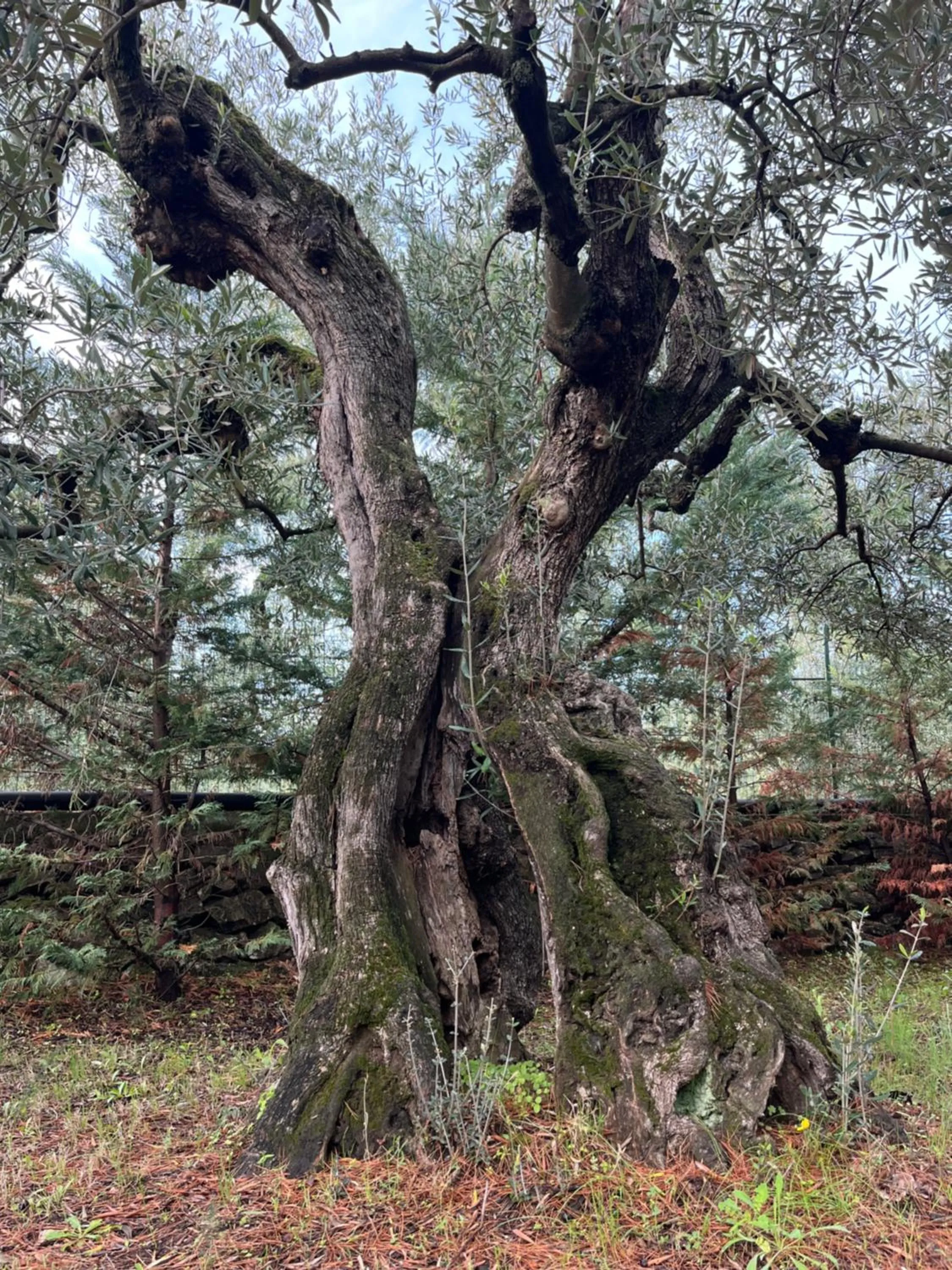 B&B Villa Mediterranea with private parking