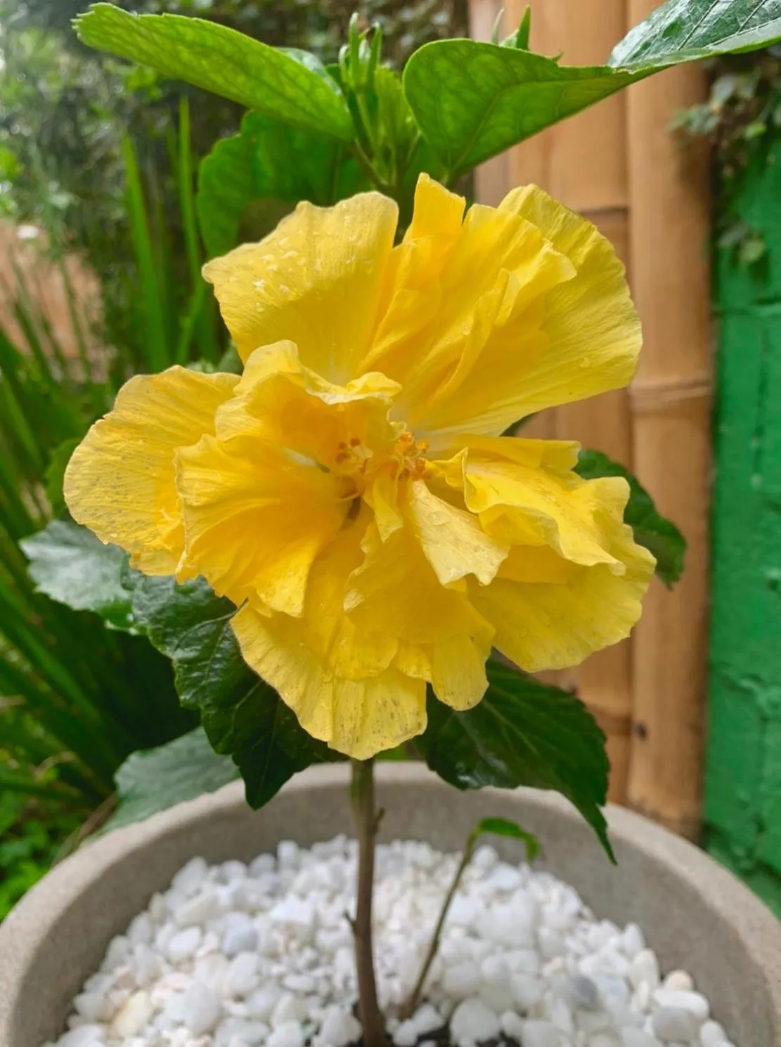 Waimea Flats Maresias