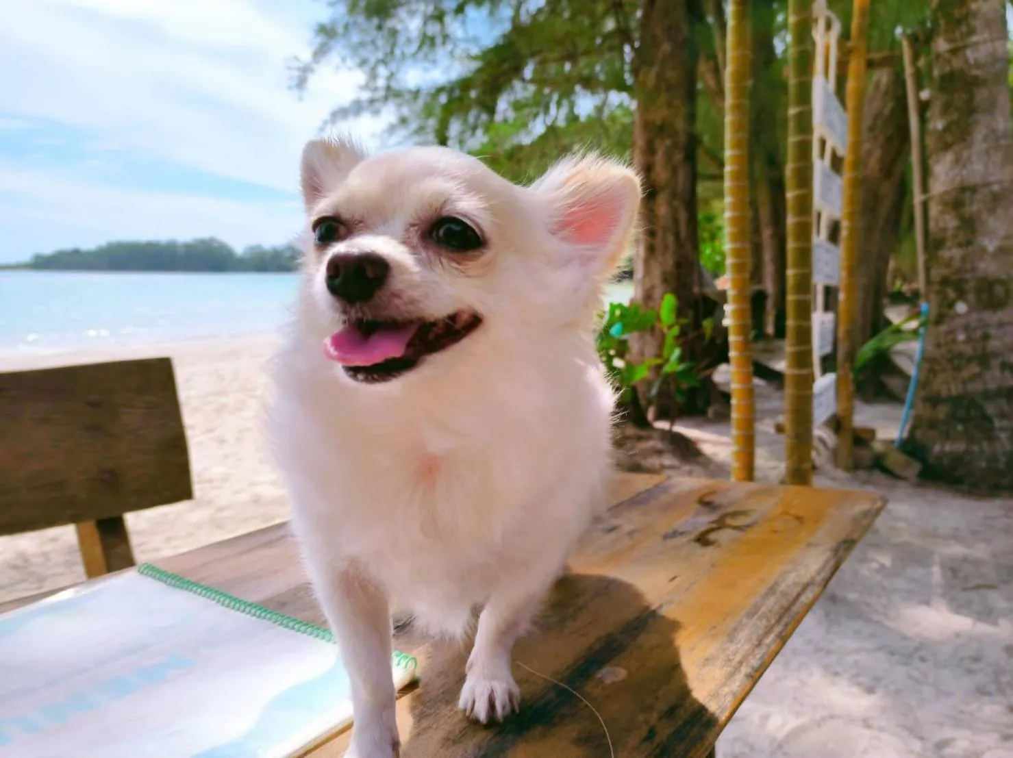 Koh kood Neverland beach resort