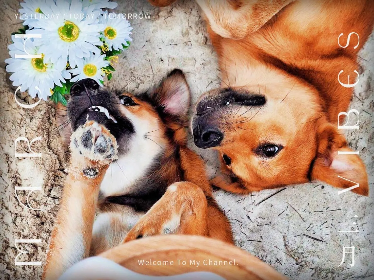 Koh kood Neverland beach resort