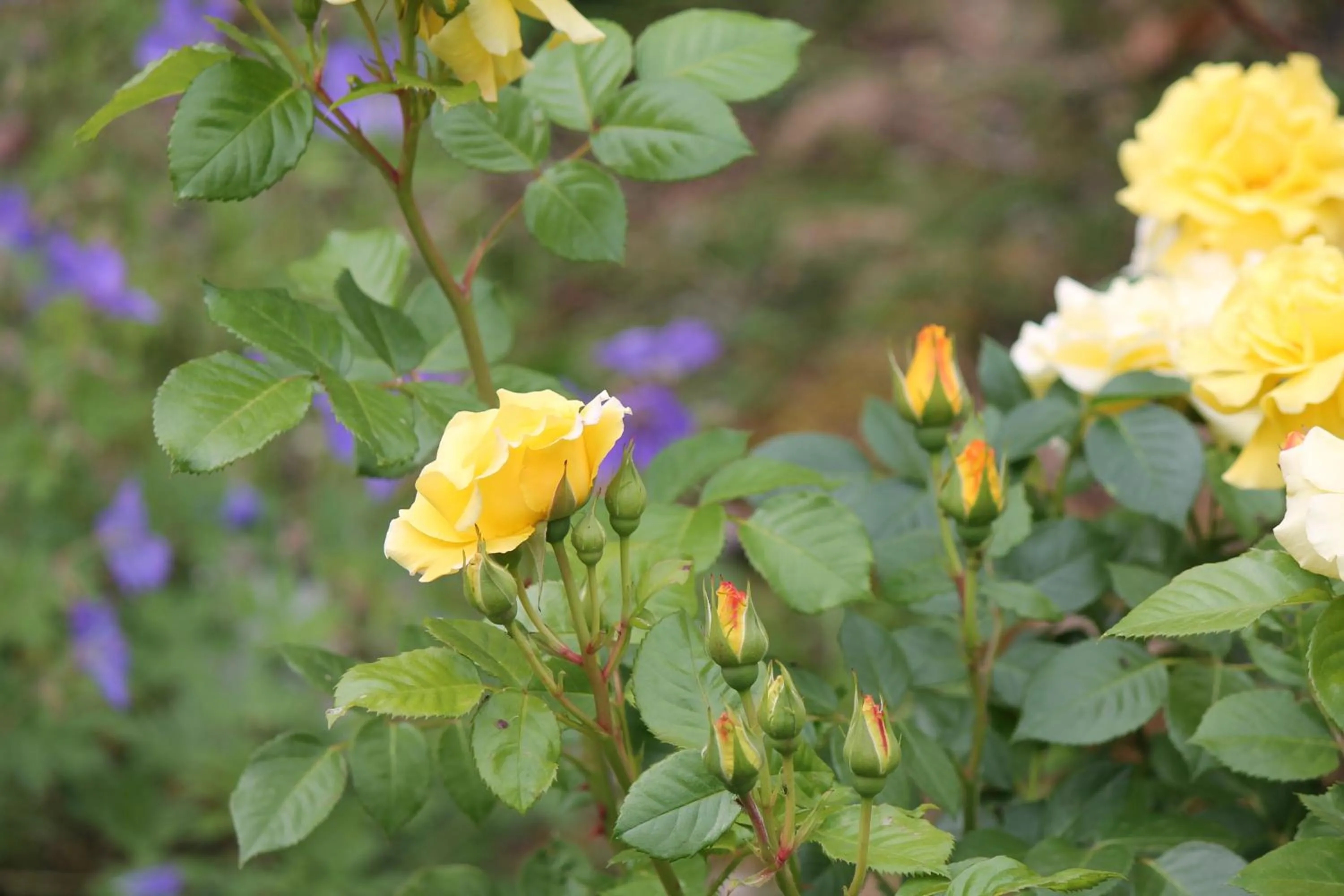 Garden view in La chambre aux hirondelles