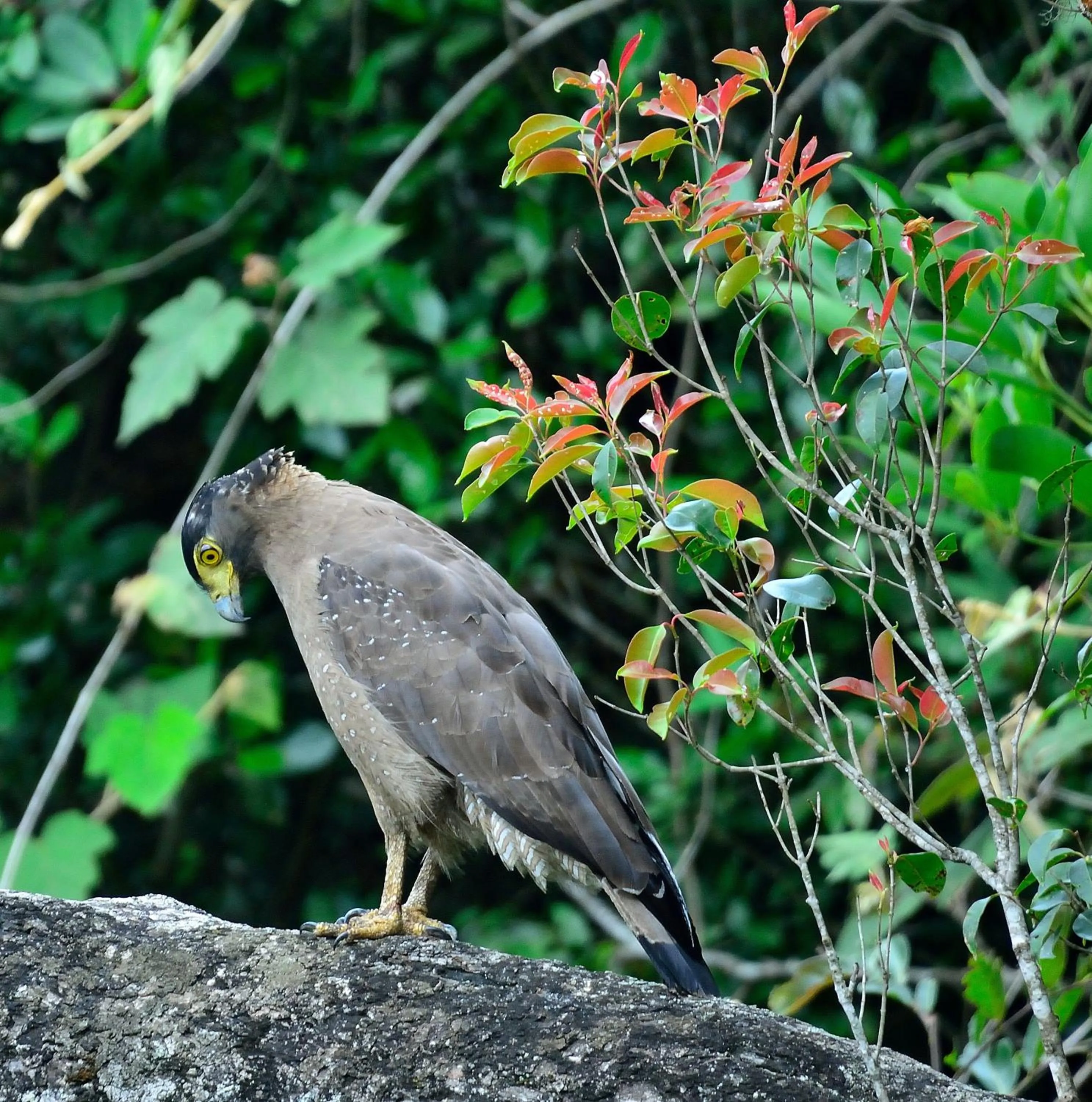 Animals in Red Earth Kabini