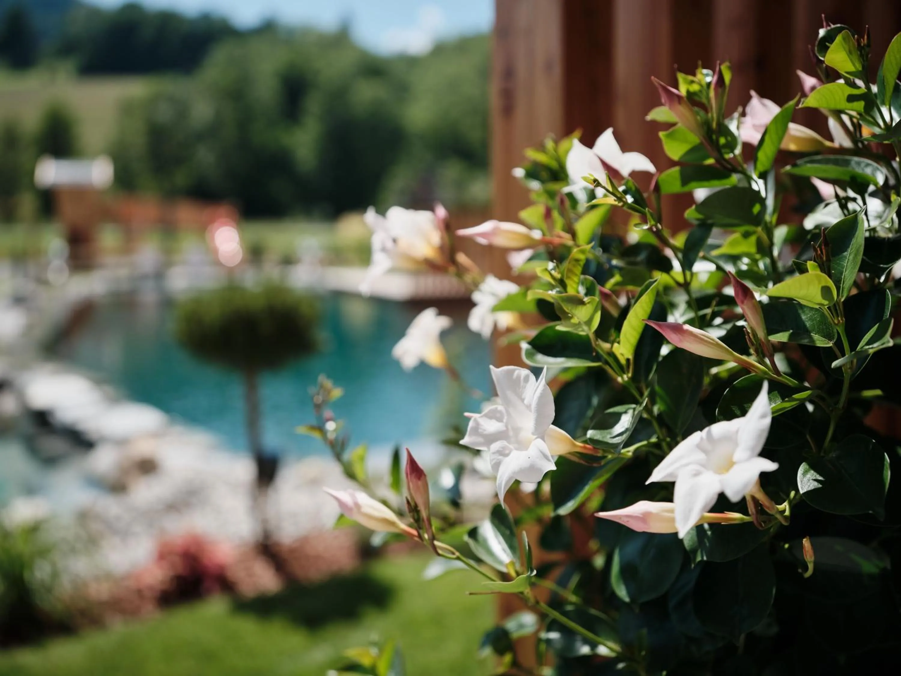 Garden in Wellness und Brunch Hotel MorgenZeit beheizter Naturpool mit Sandstrand Genuss Frühstück bis 13 Uhr Hochkönig Sommercard