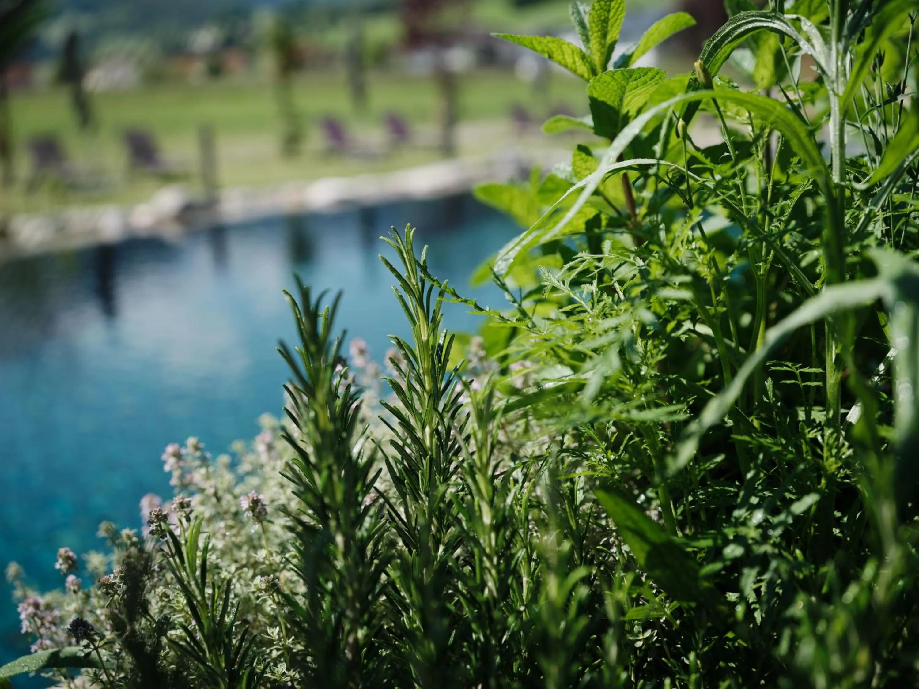 Natural landscape in Wellness und Brunch Hotel MorgenZeit beheizter Naturpool mit Sandstrand Genuss Frühstück bis 13 Uhr Hochkönig Sommercard
