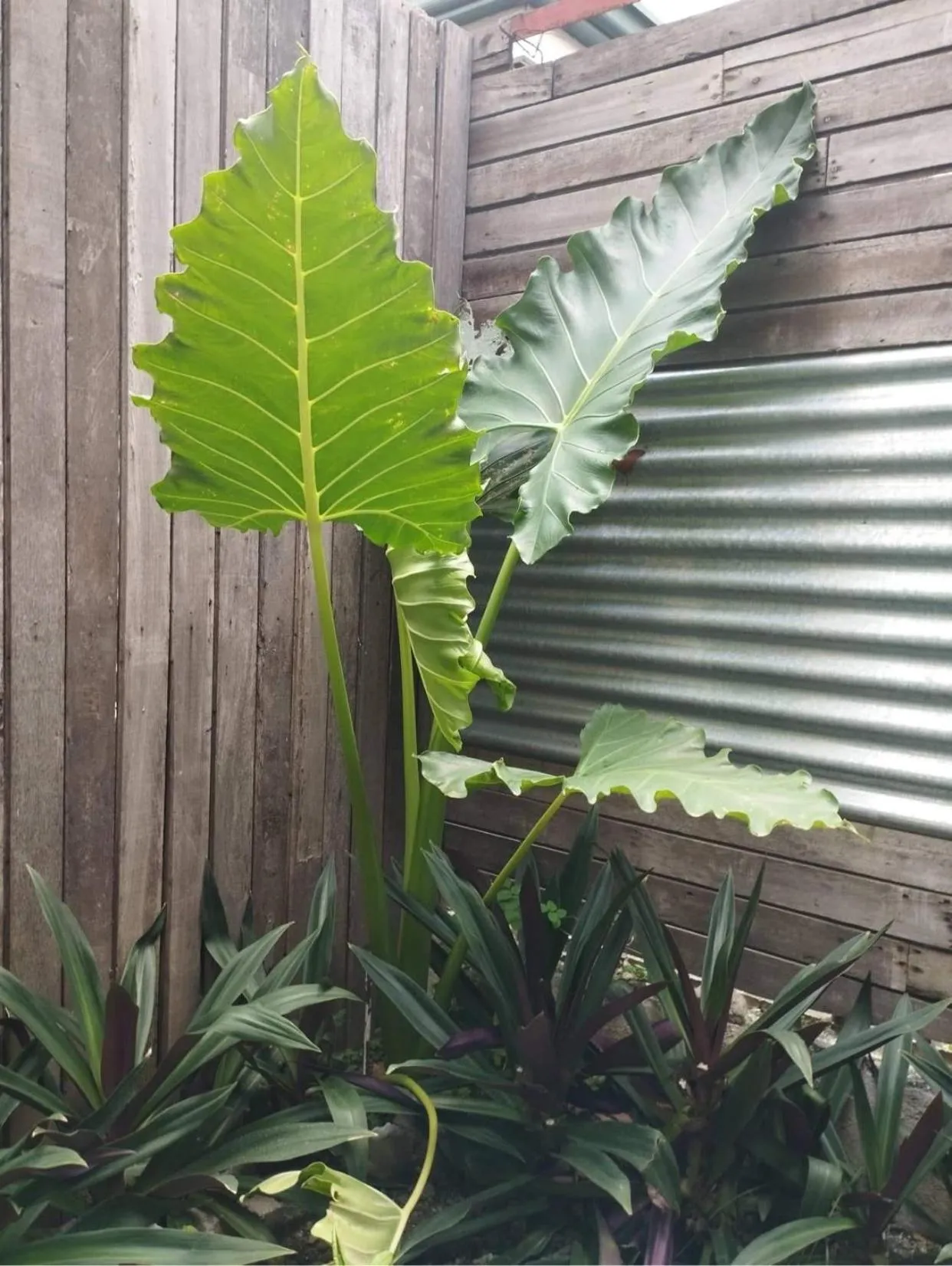 The Hub District Garden Suites