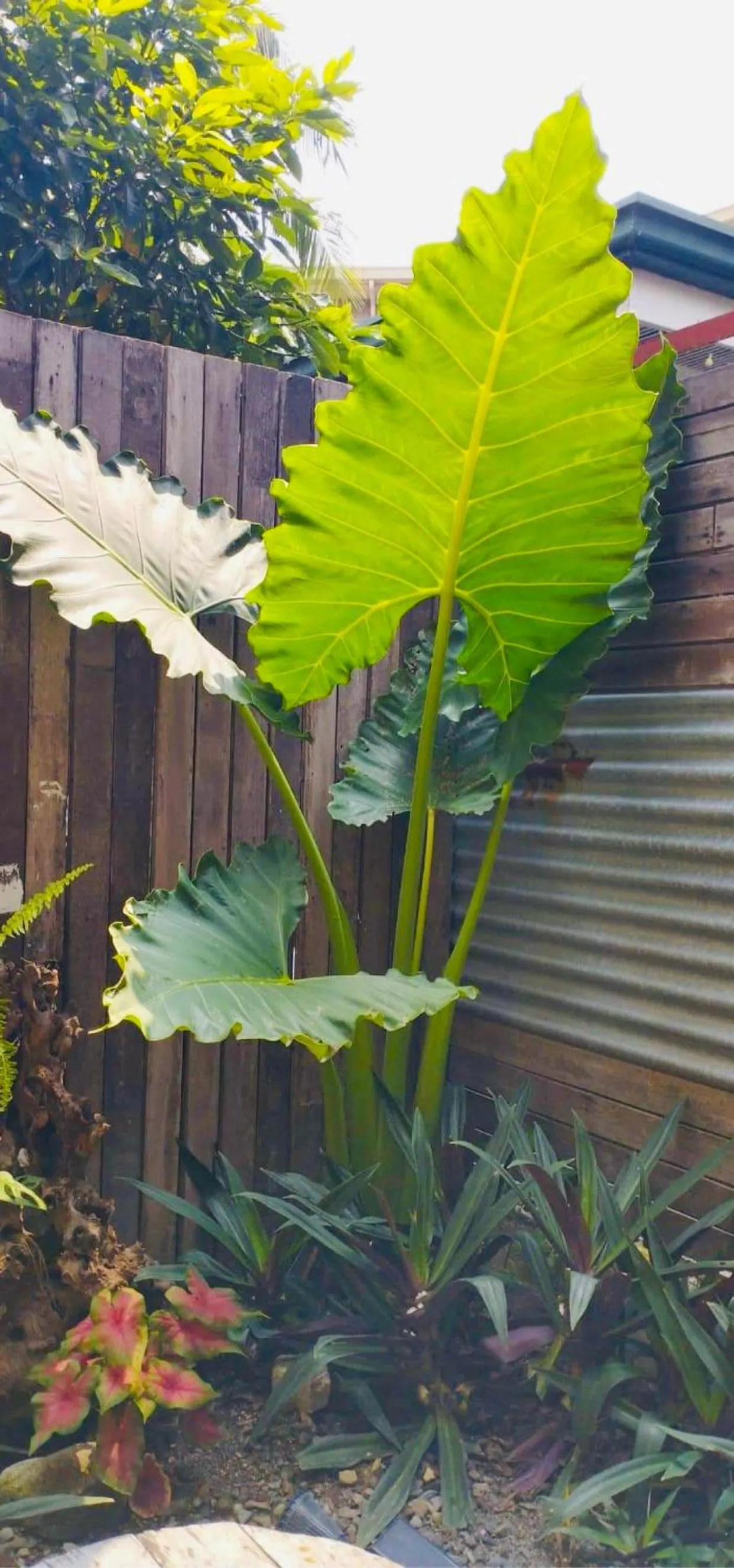 The Hub District Garden Suites