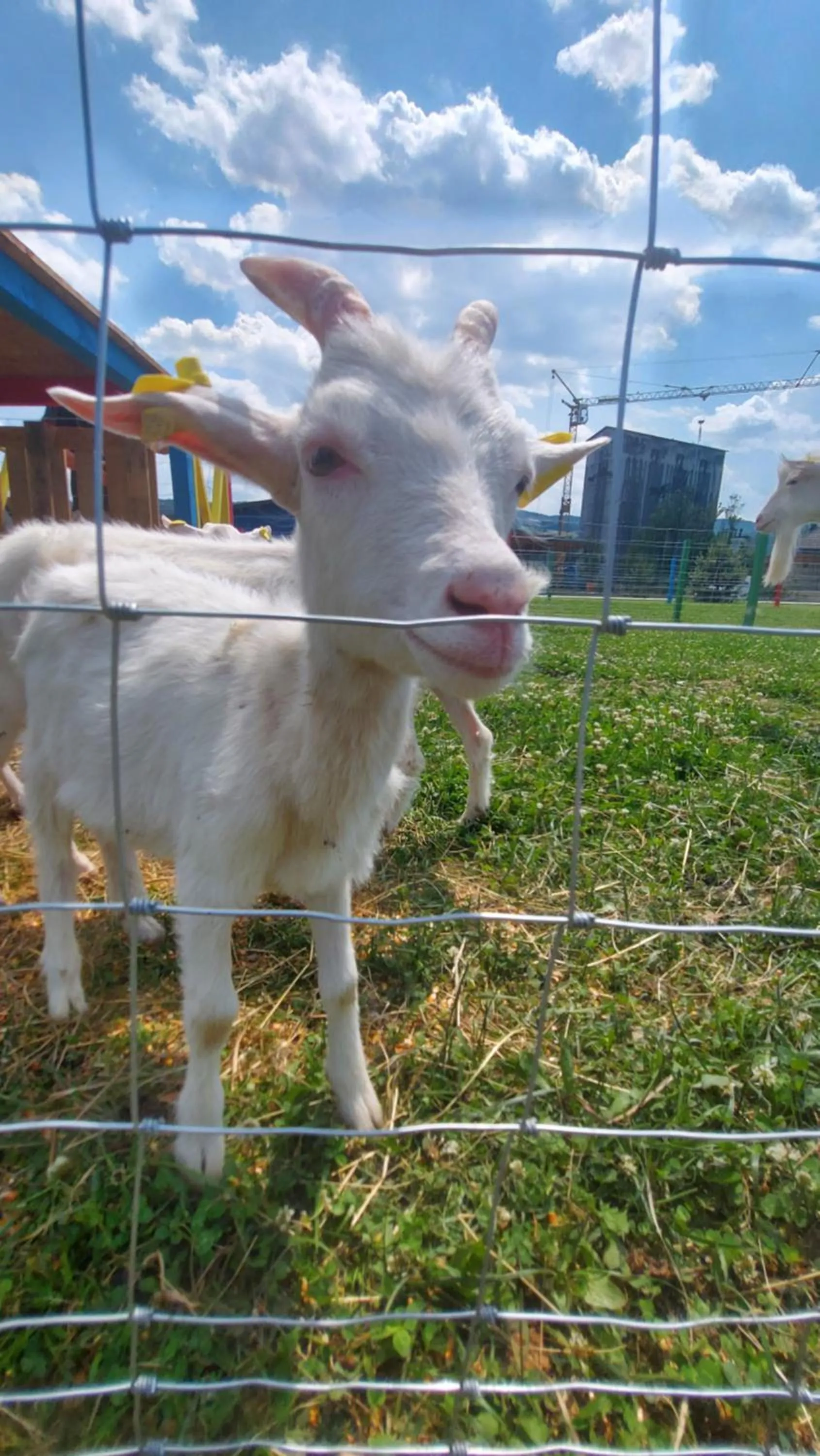 Animals in Nestville Apartments