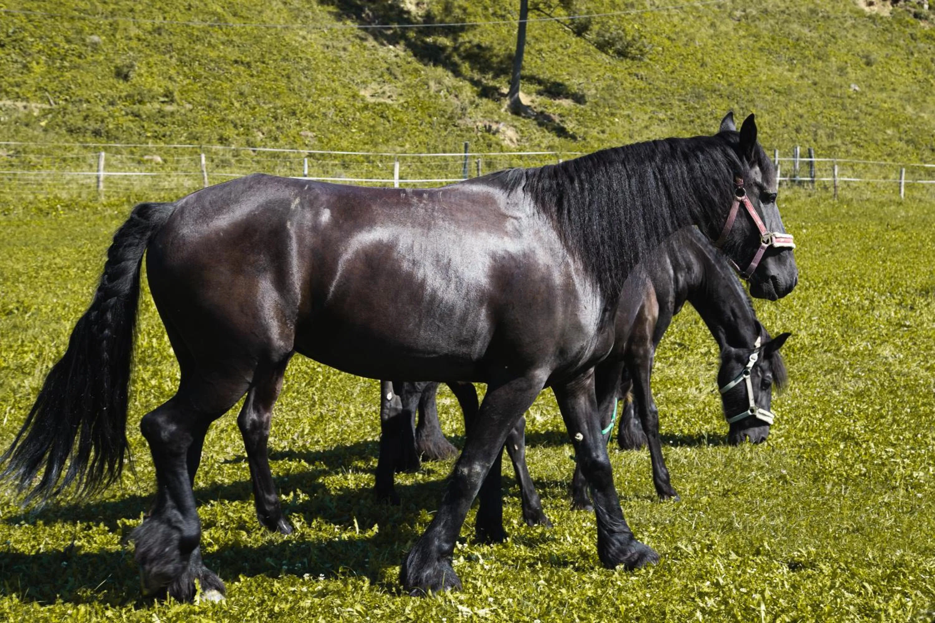 Animals in Nestville Apartments