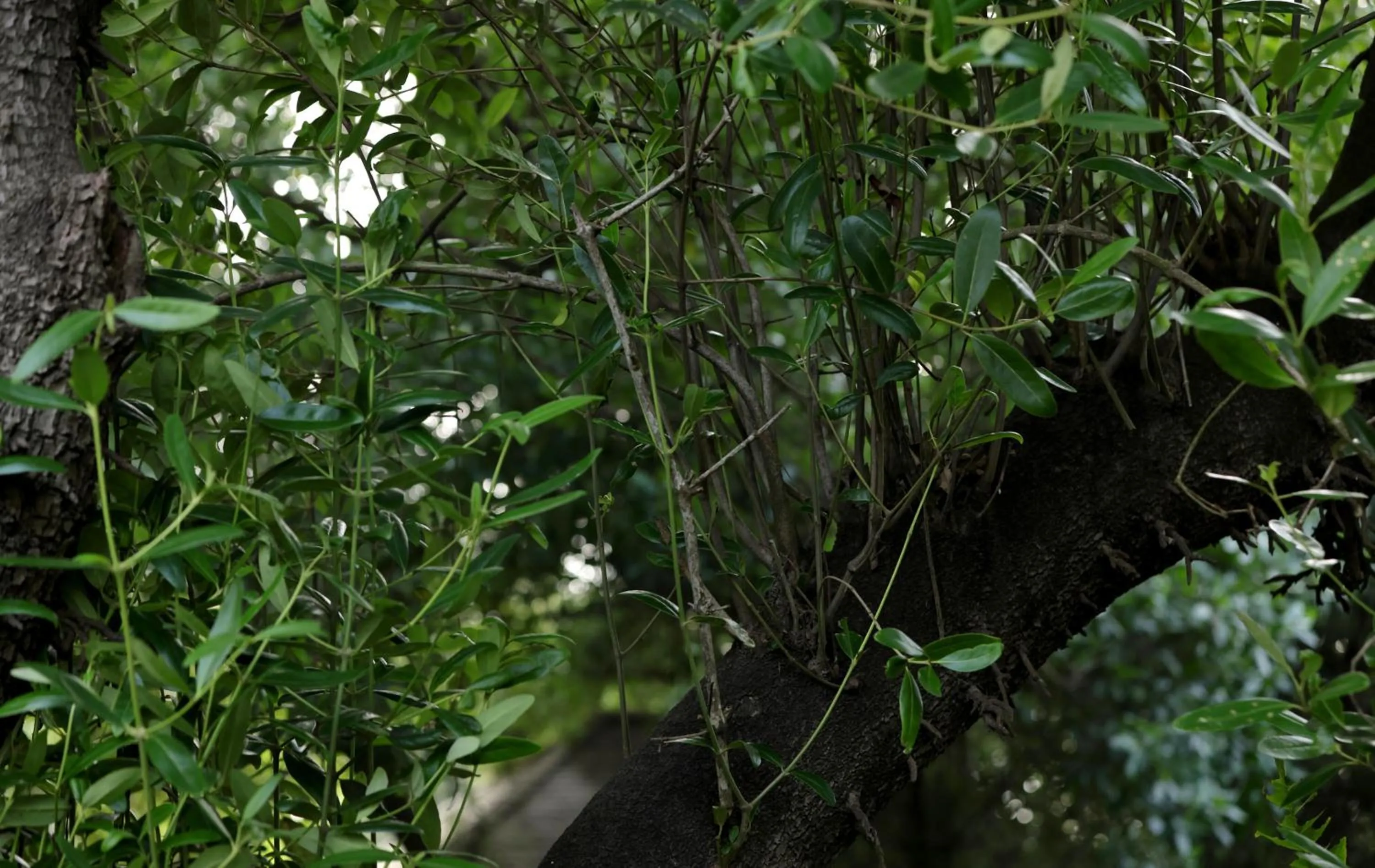 Spring in Labadi Beach Hotel