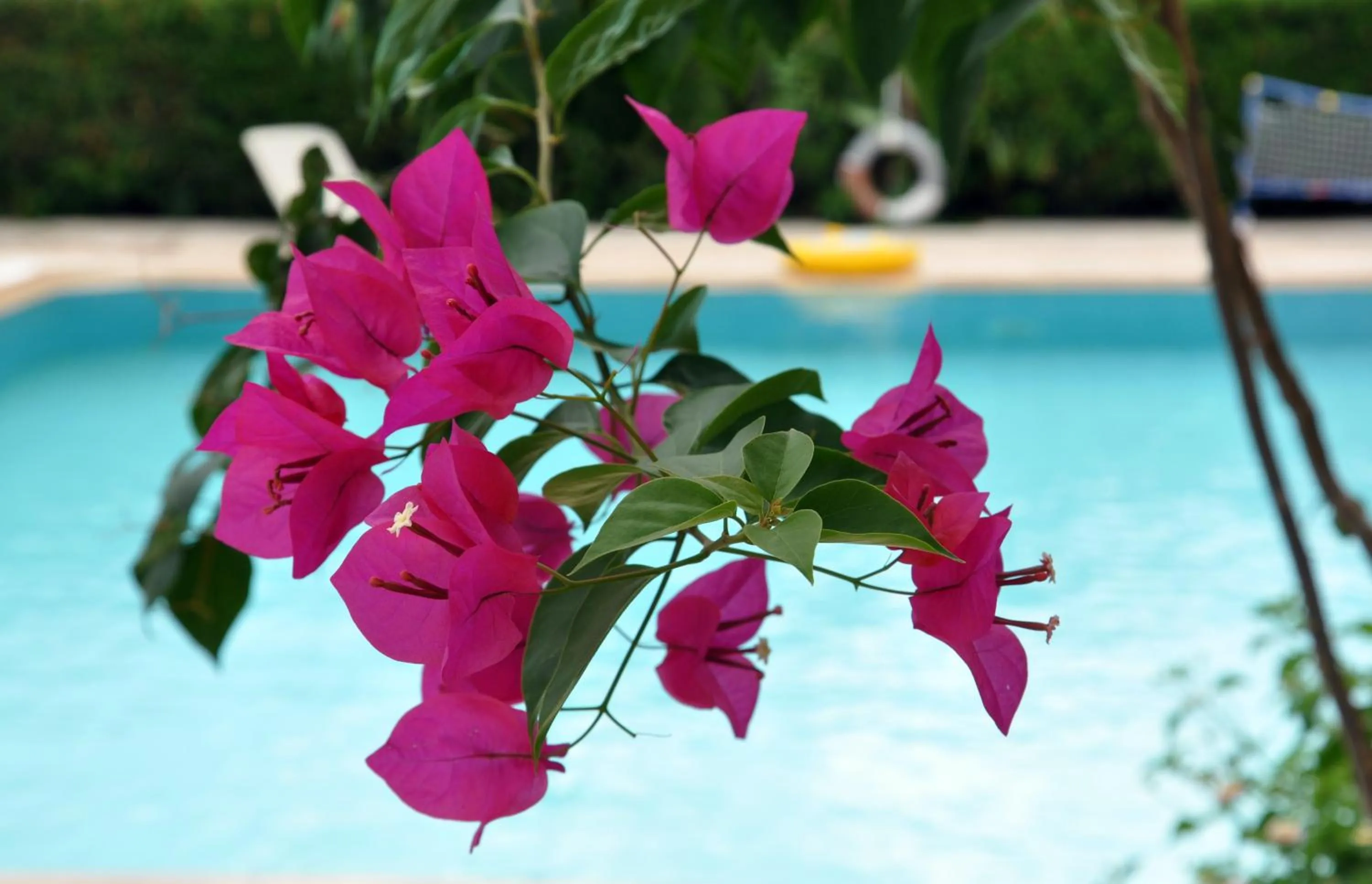 Pool view in Tuncer Garden Hotel