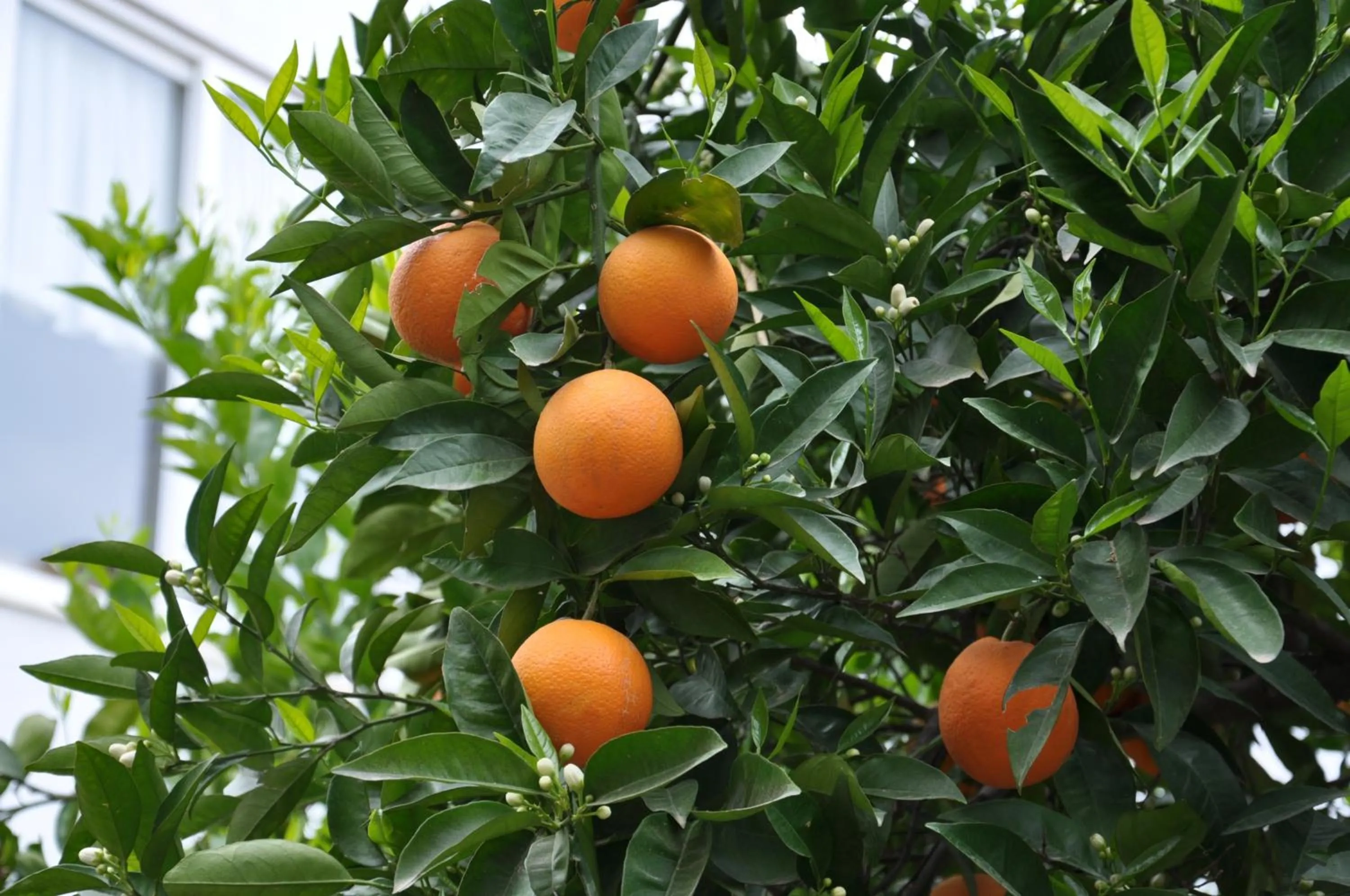 Garden in Tuncer Garden Hotel