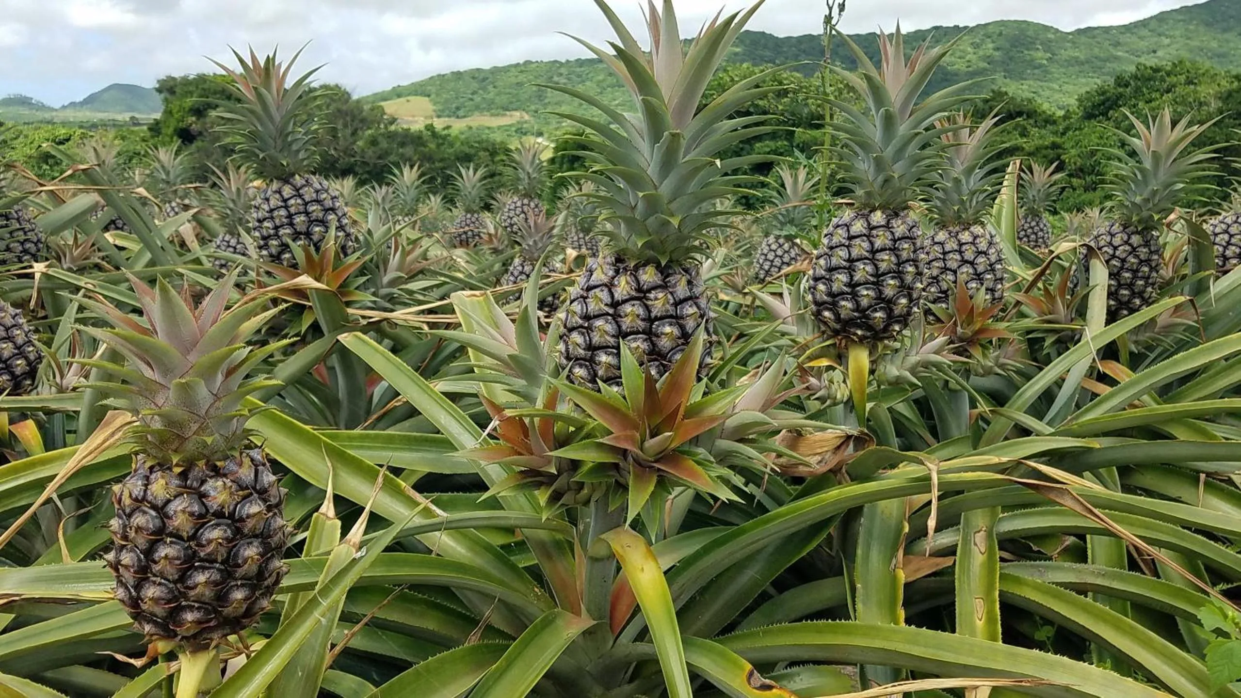 Nearby landmark in Vessel Hotel Ishigakijima