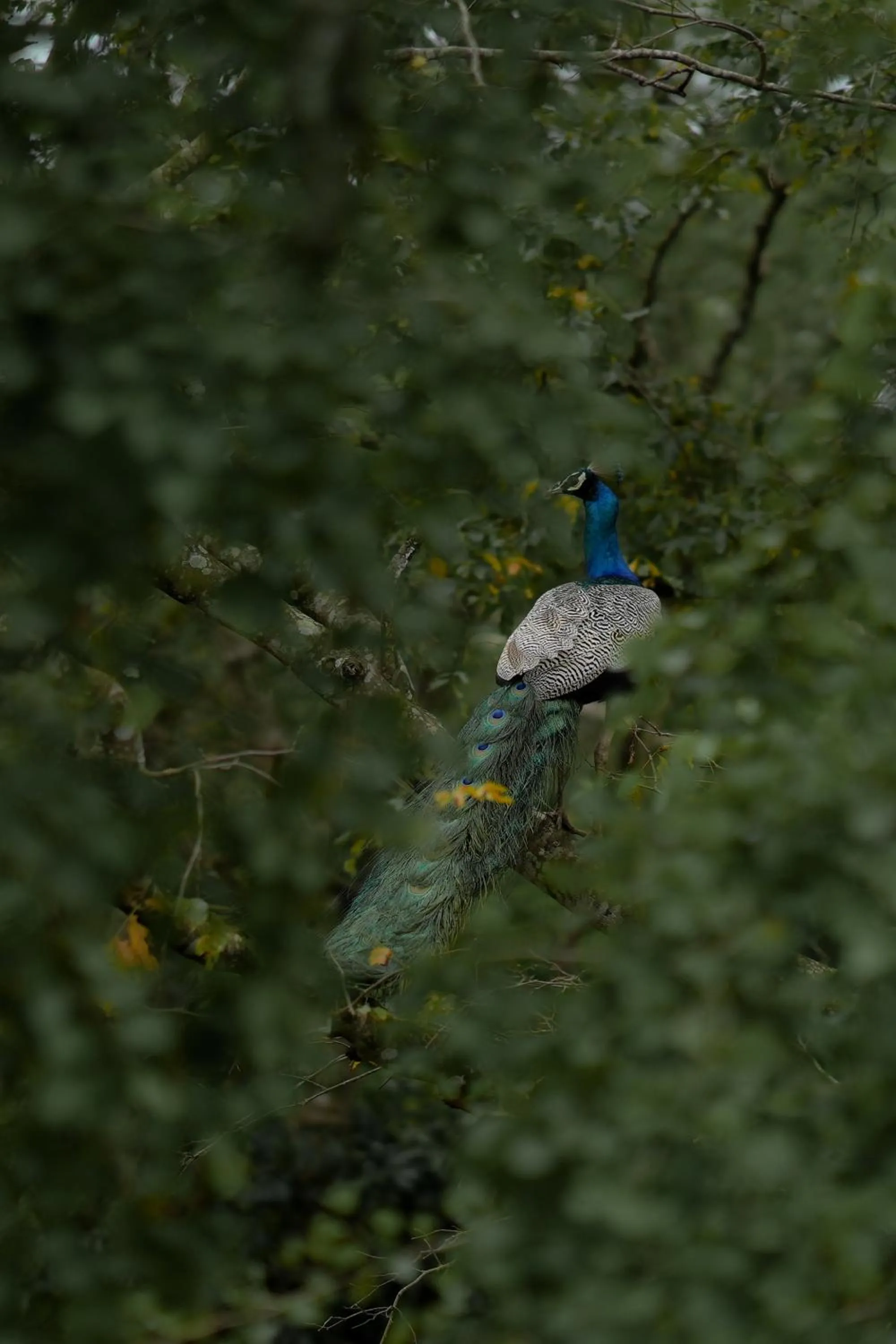 Day in Athgira River Camping - Udawalawe