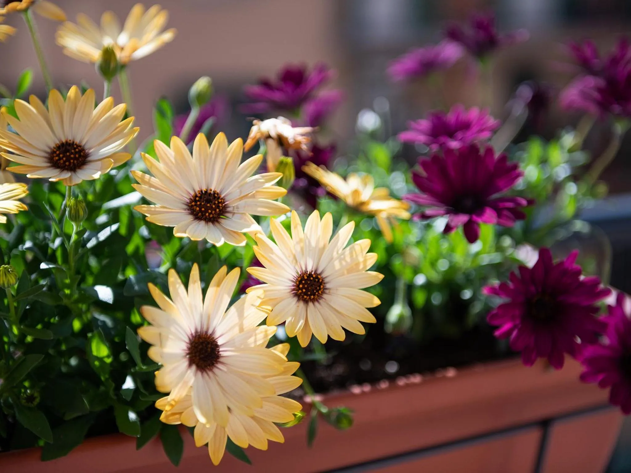 Balcony/Terrace in Thanit Rooms