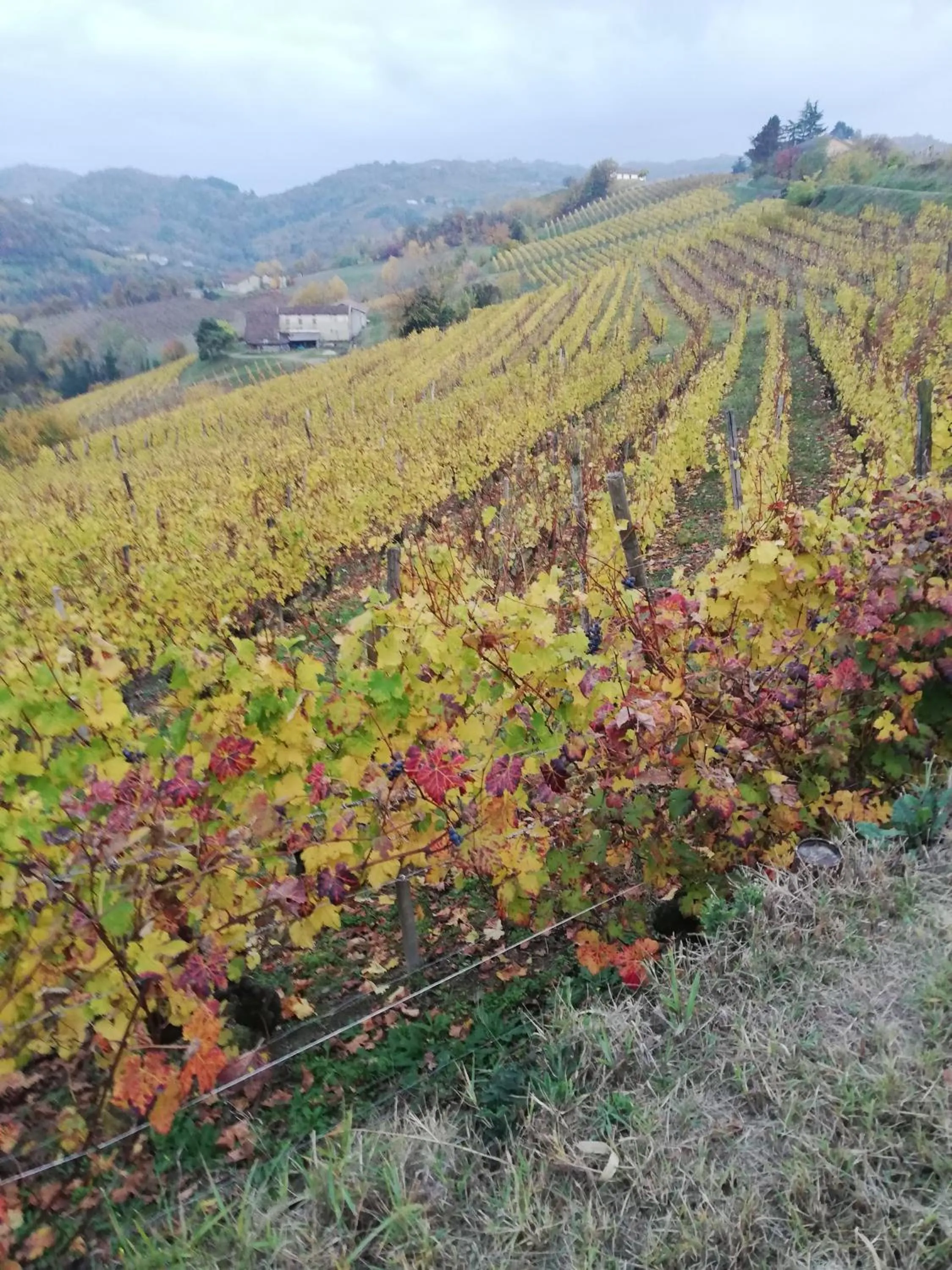 Natural landscape in La Giribaldina Winery & Farmhouse