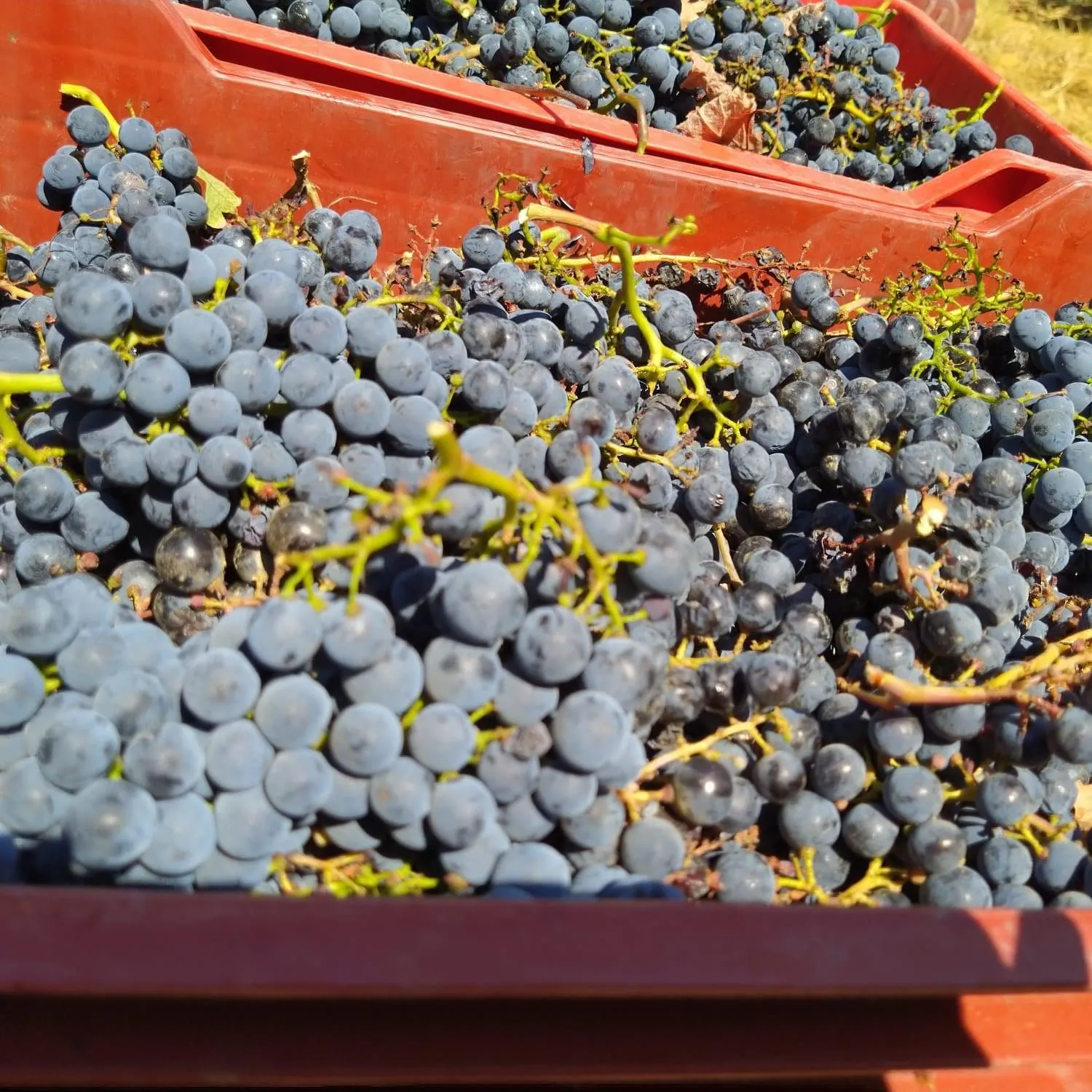 Autumn in La Giribaldina Winery & Farmhouse