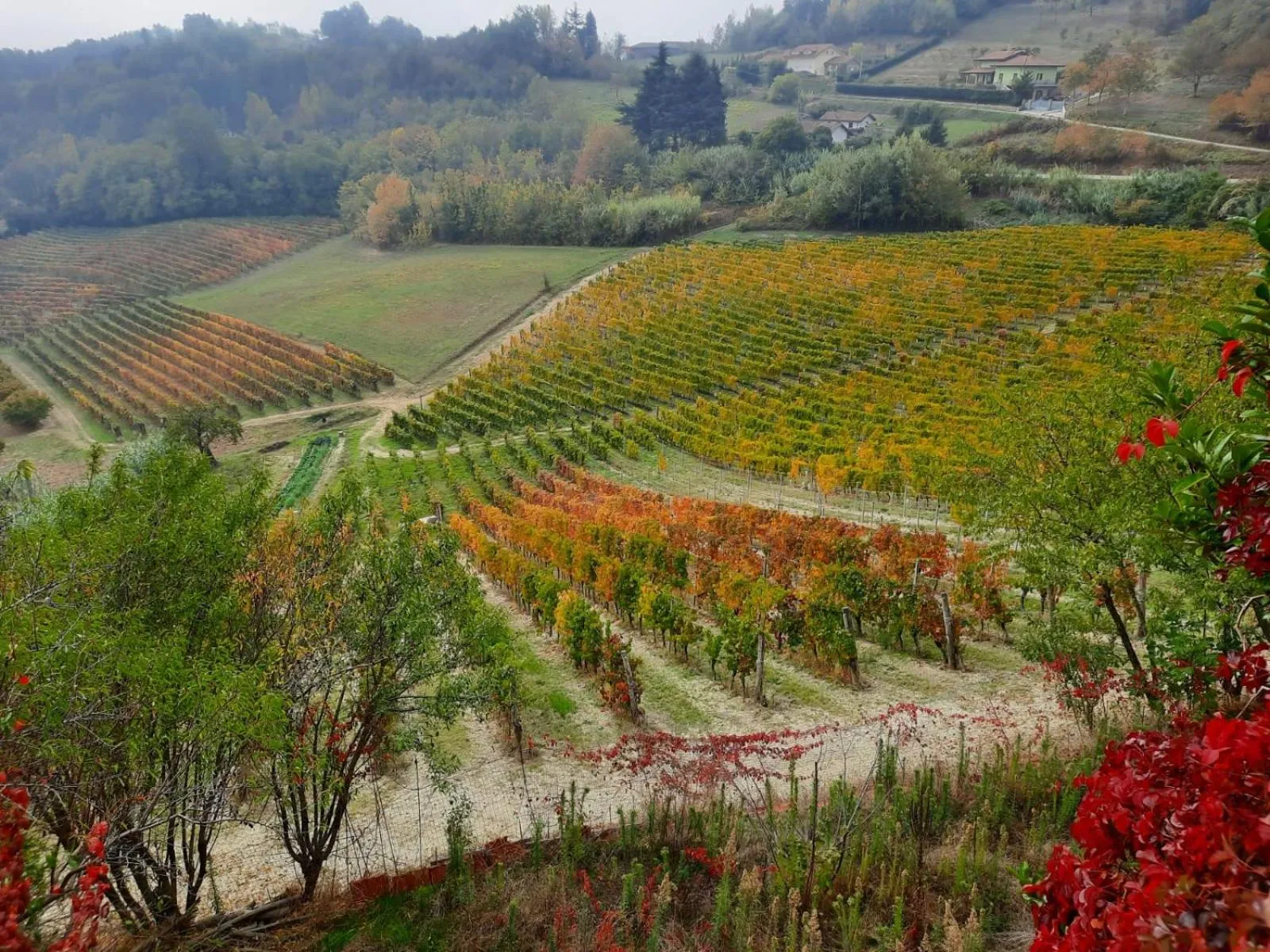 Bird's eye view in La Giribaldina Winery & Farmhouse