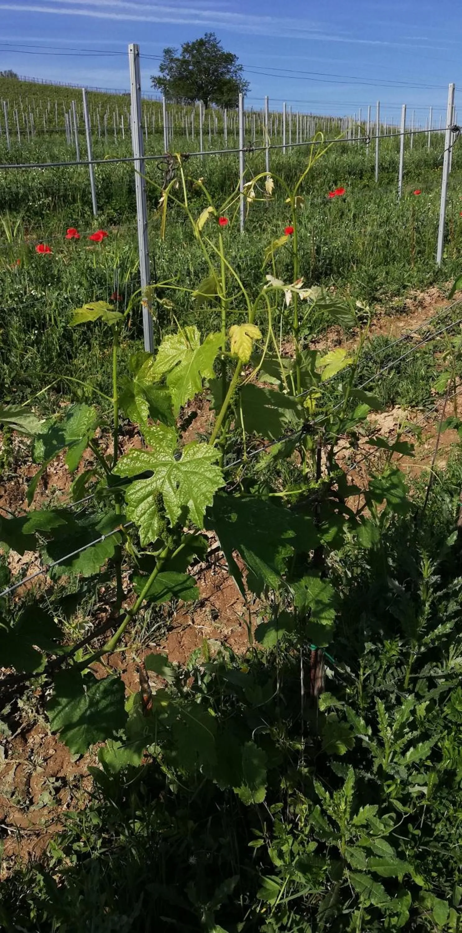 Spring in La Giribaldina Winery & Farmhouse