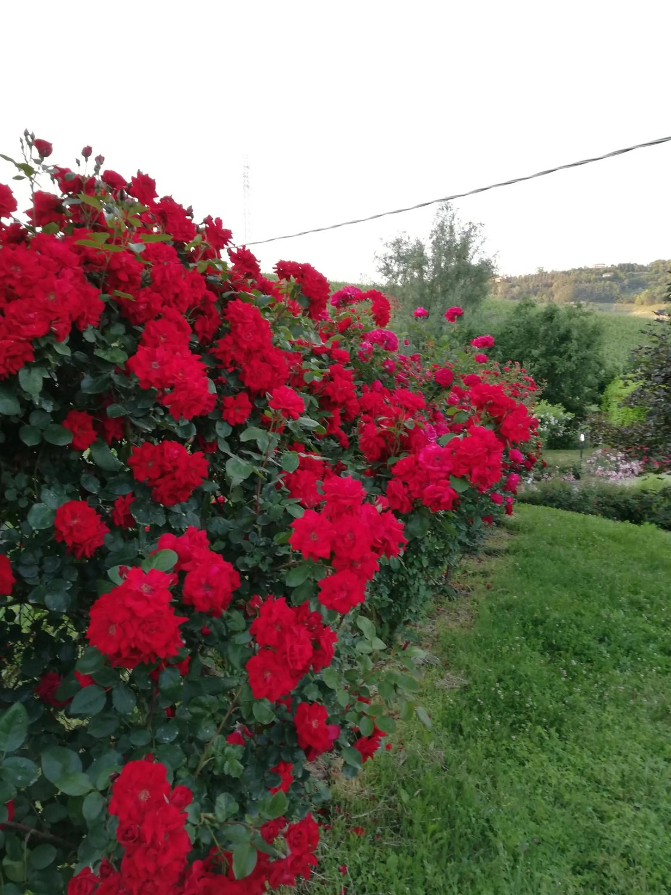 Garden view in La Giribaldina Winery & Farmhouse