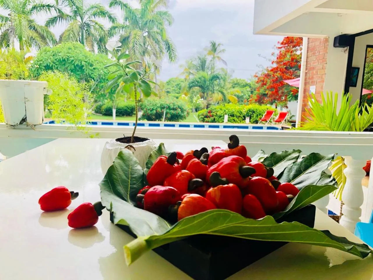 Other in Casa de las Flores tropical