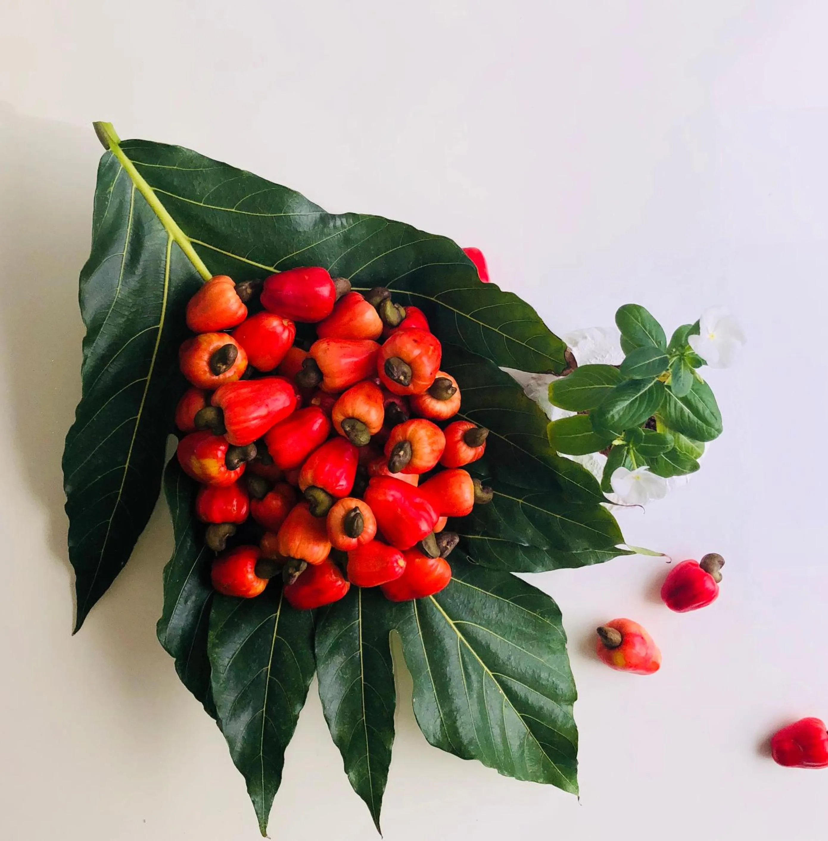 Other in Casa de las Flores tropical