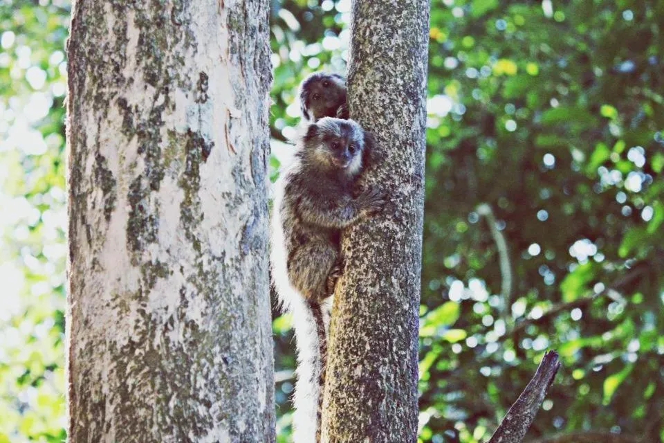 Animals in Pousada Lagamar