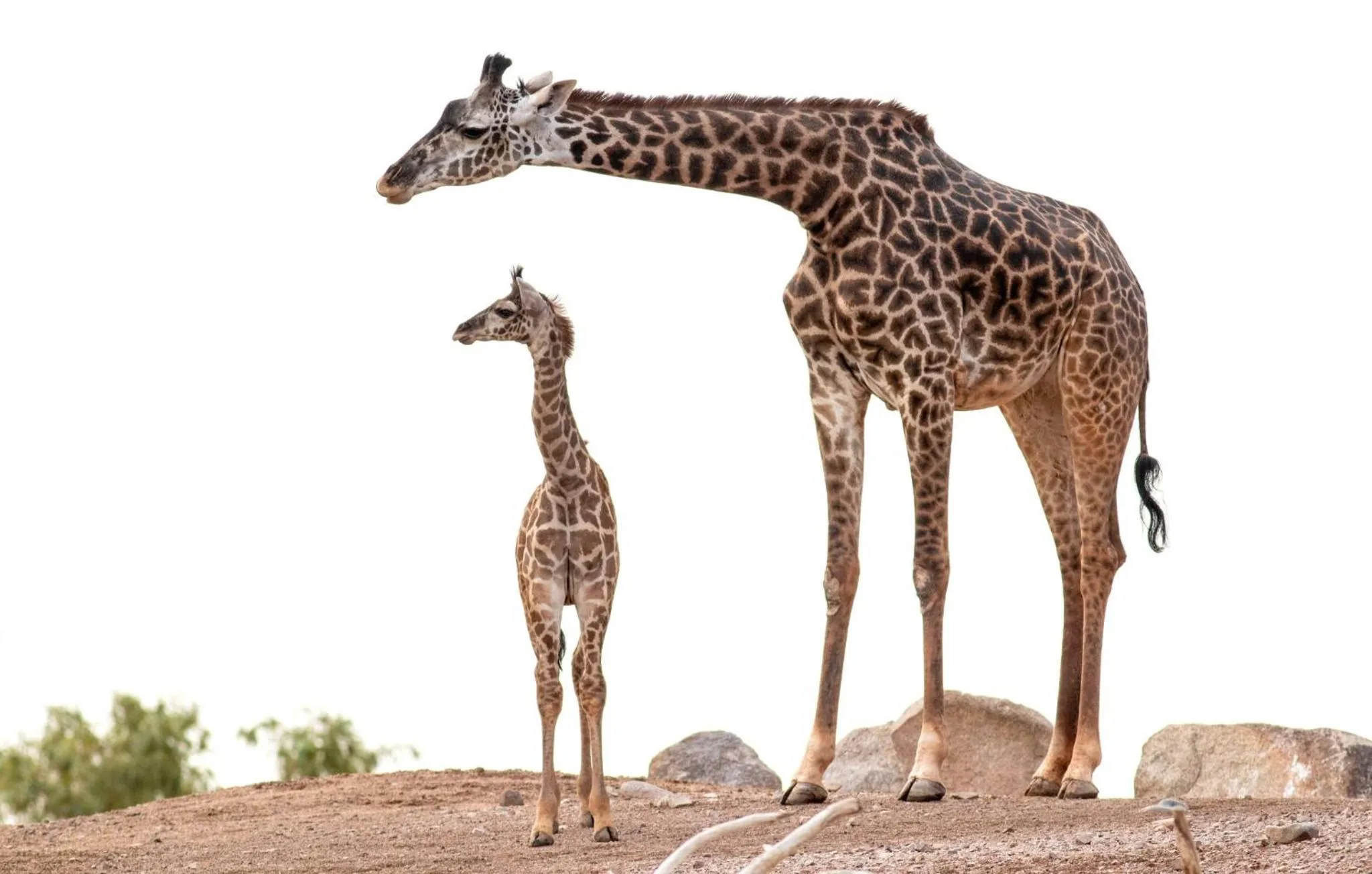 Area and facilities in Staybridge Suites - Phoenix – Biltmore Area by IHG