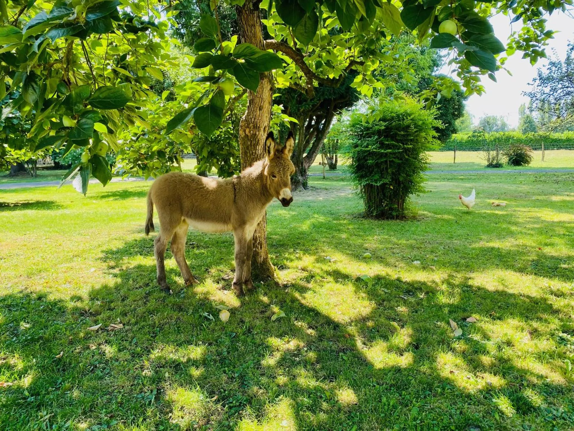 Animals in Chez Jan et Nicole - Gite Toulouse
