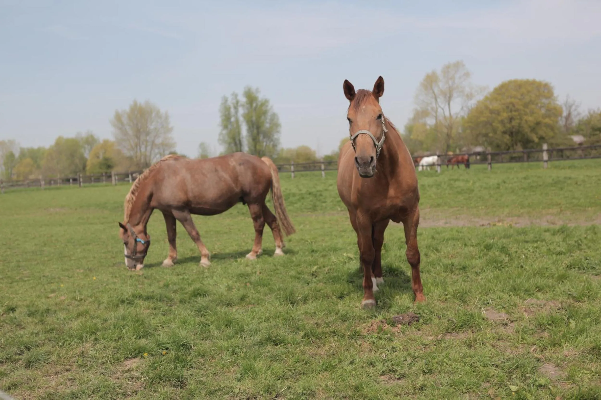 Animals in Gasthof Schraevenacker