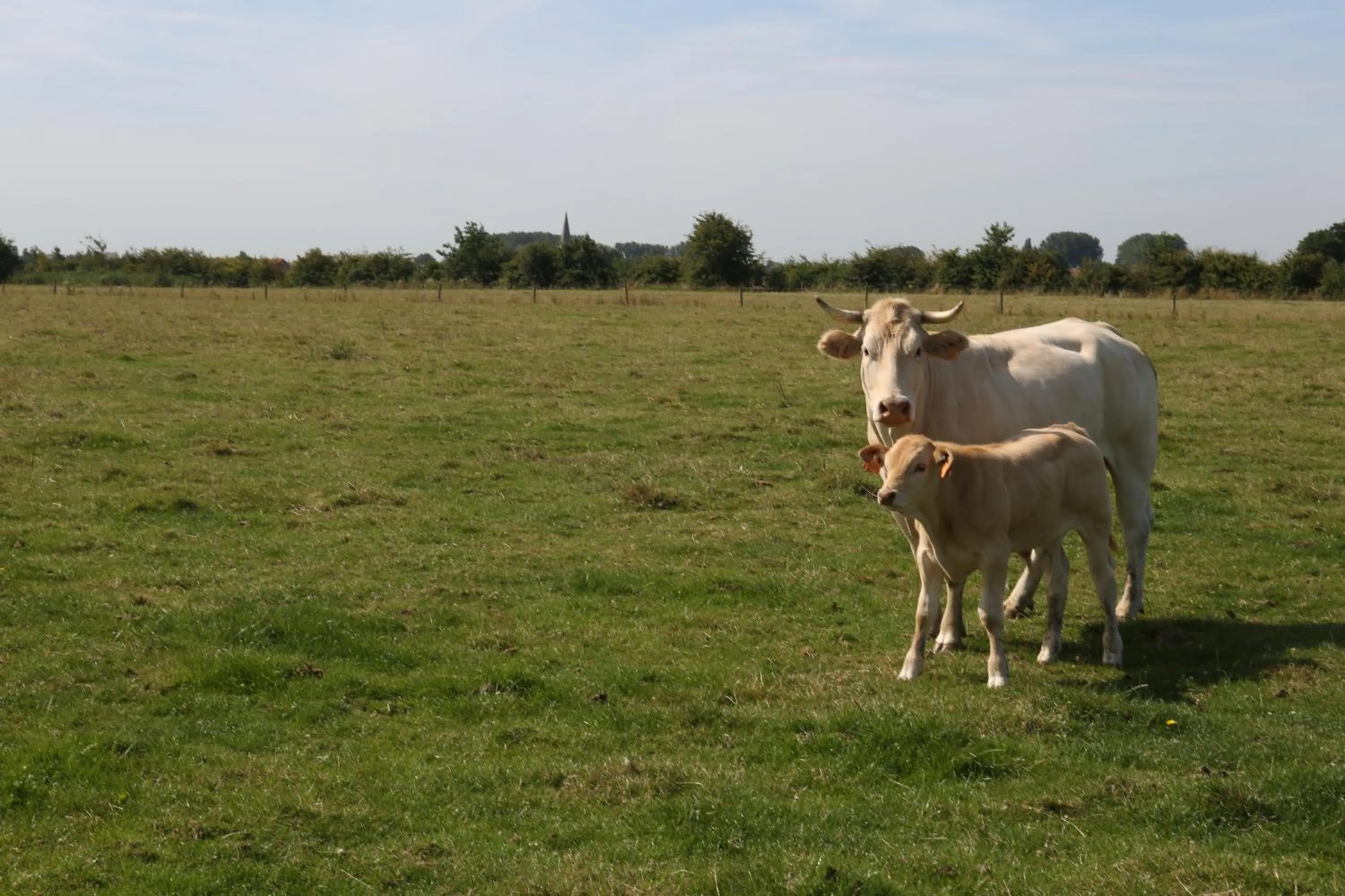 Animals in Gasthof Schraevenacker