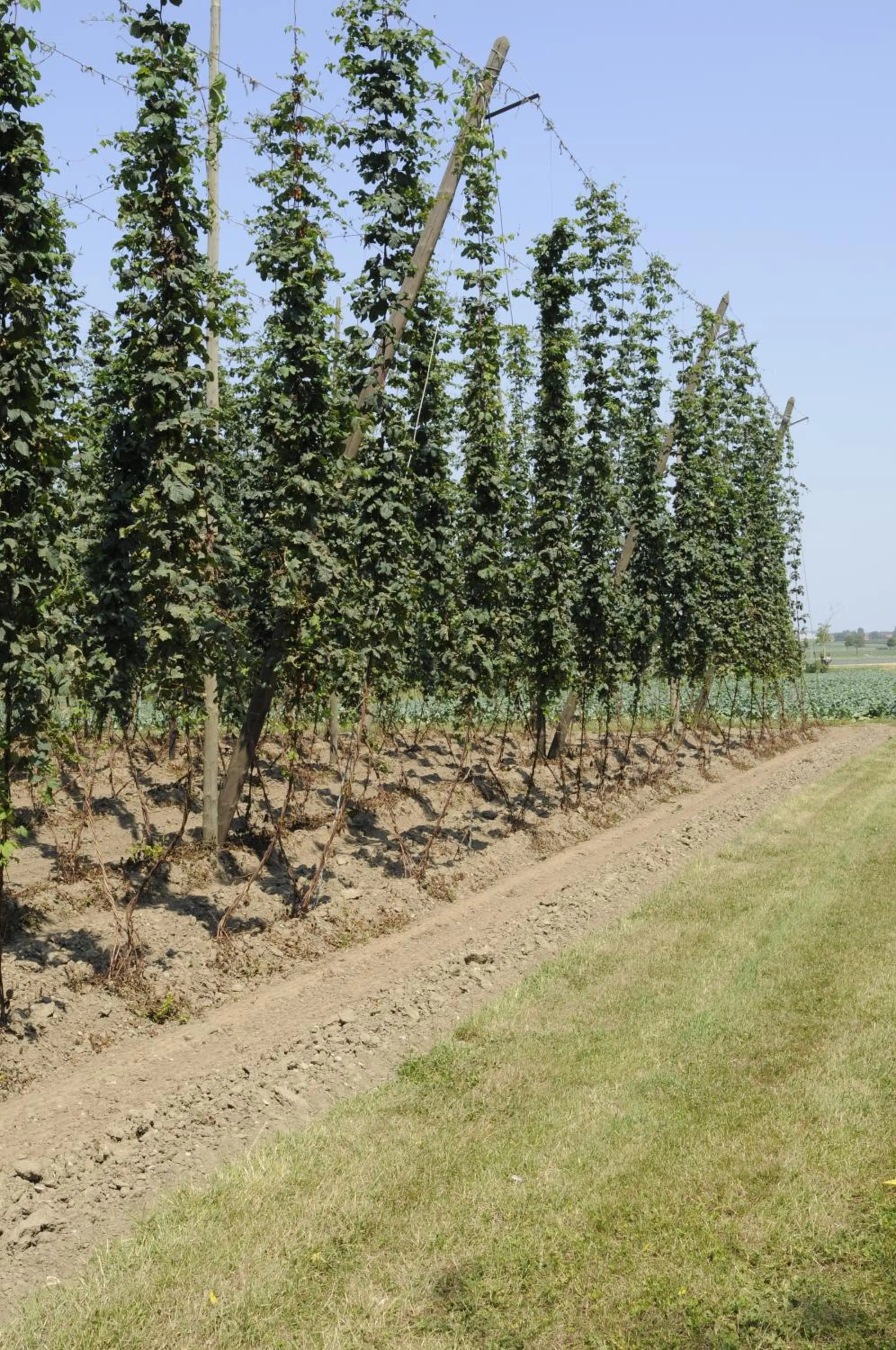 Natural landscape in D'Hommelbelle