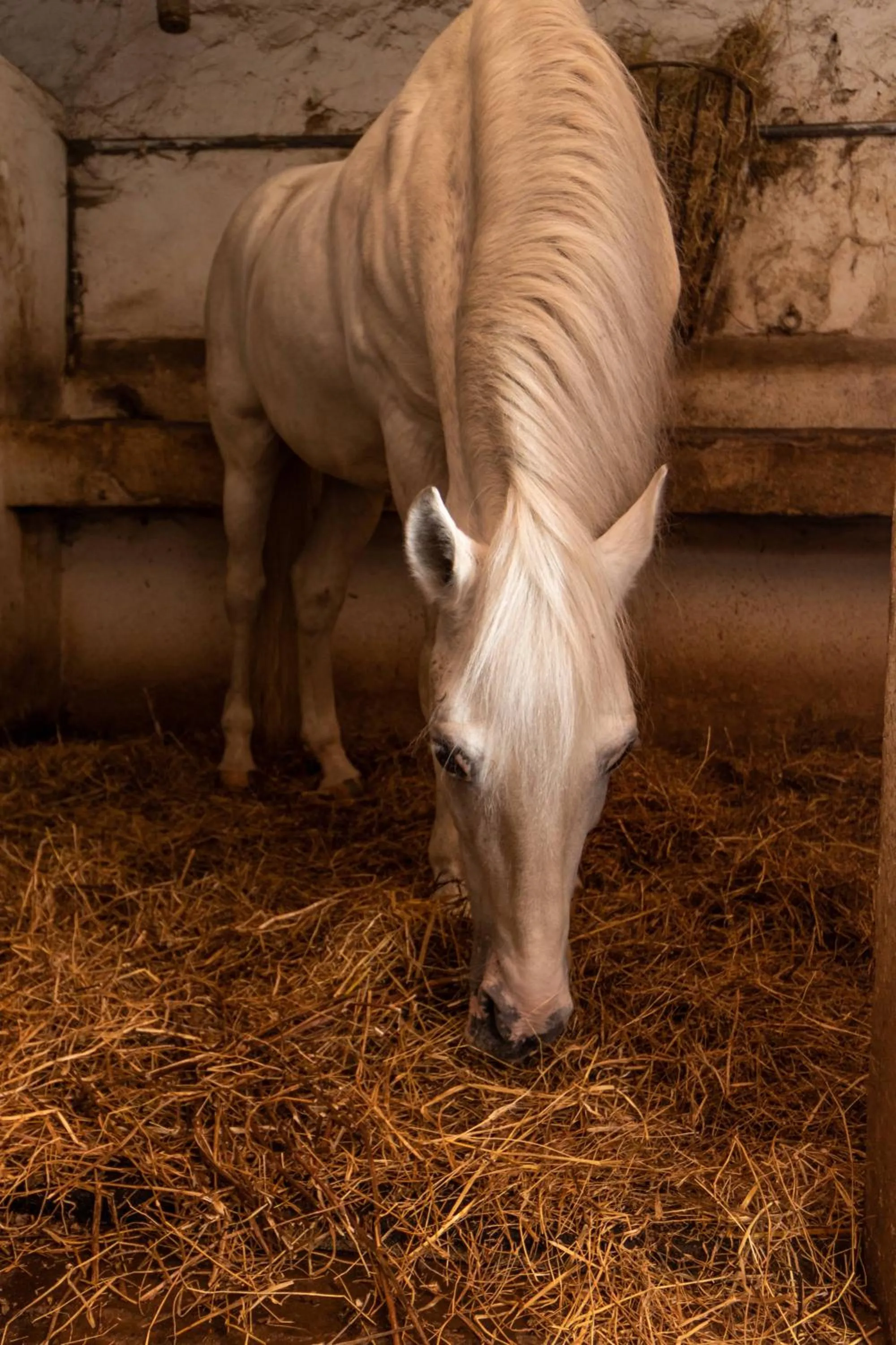 Animals in Quinta da Foz