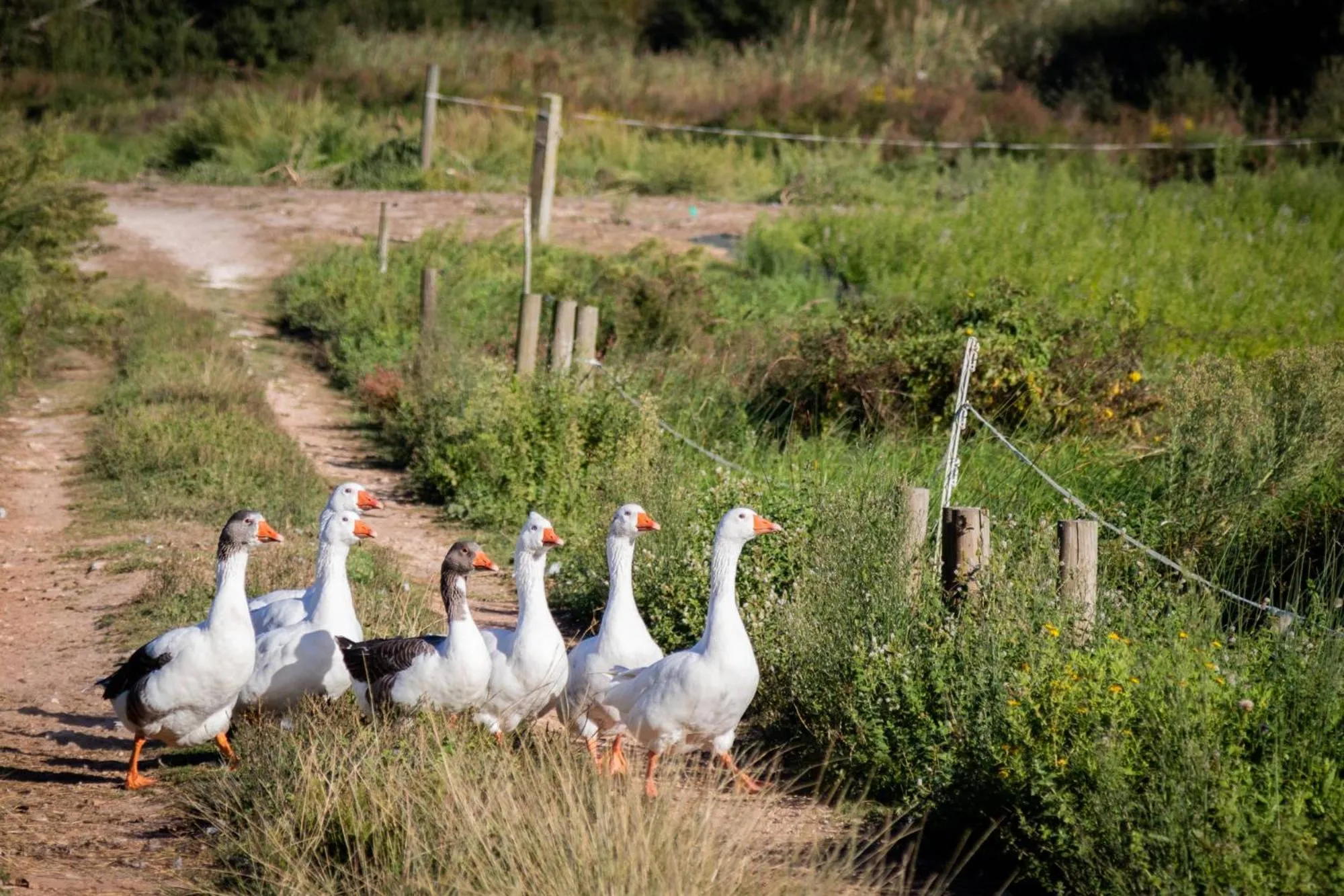 Animals in Quinta da Foz