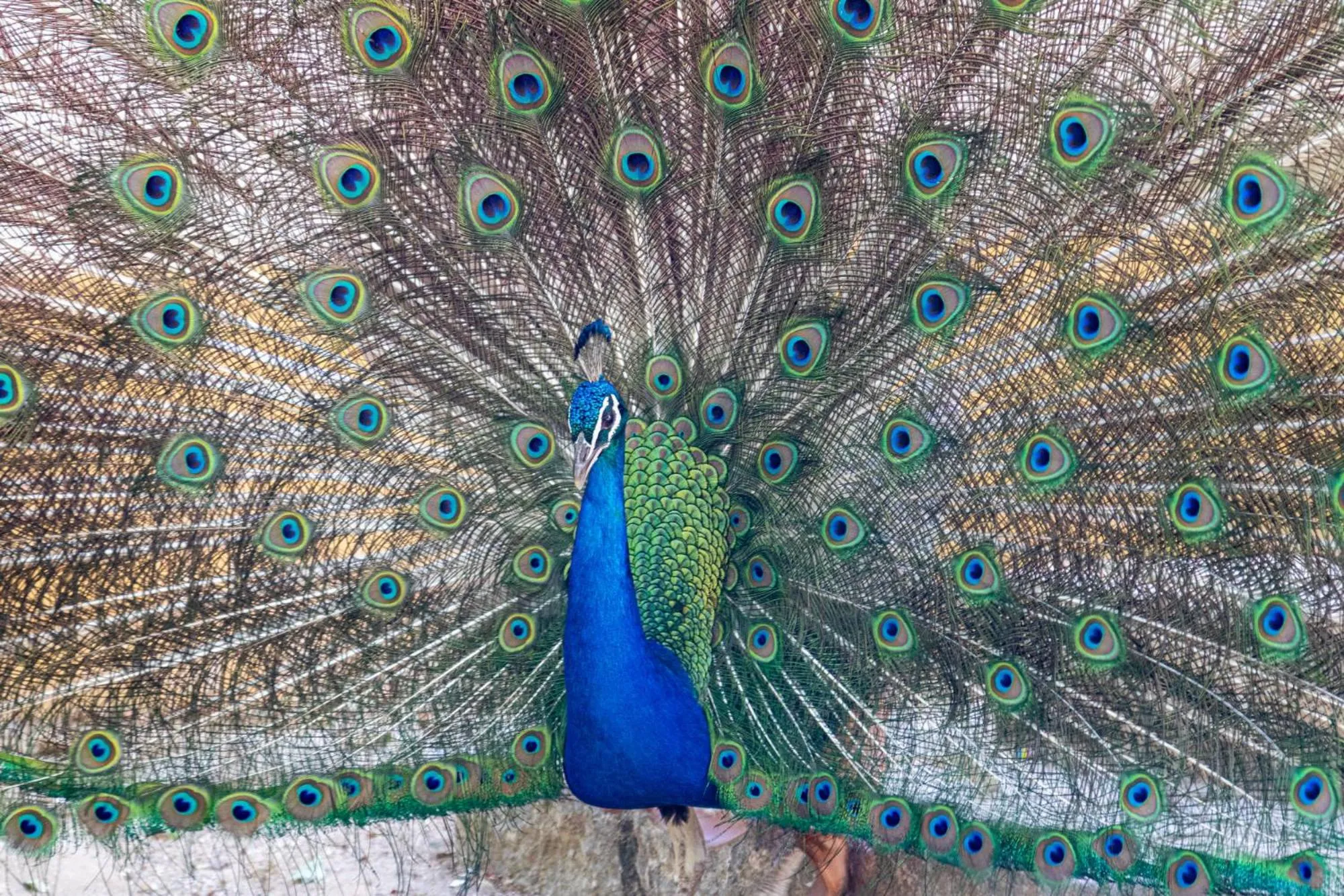 Animals in Quinta da Foz