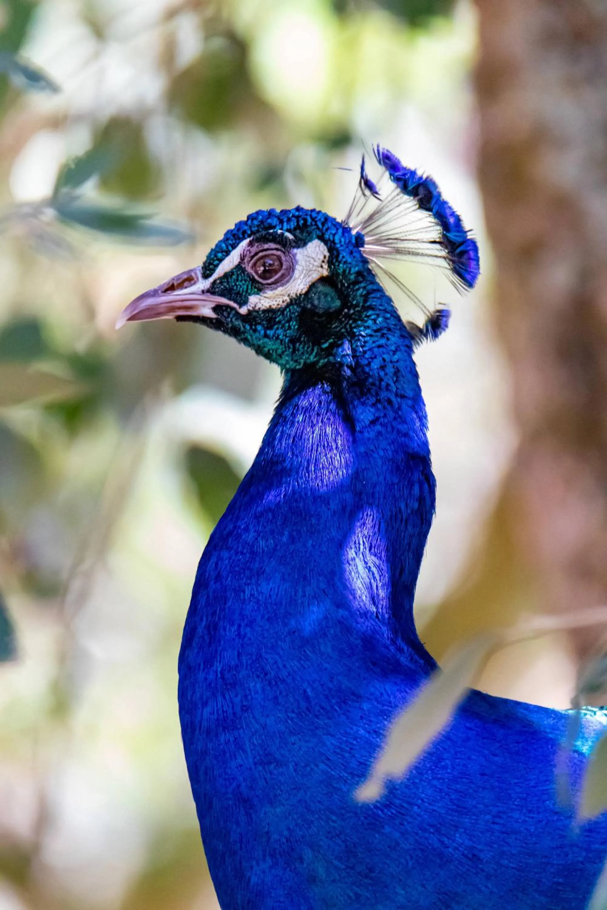 Animals in Quinta da Foz