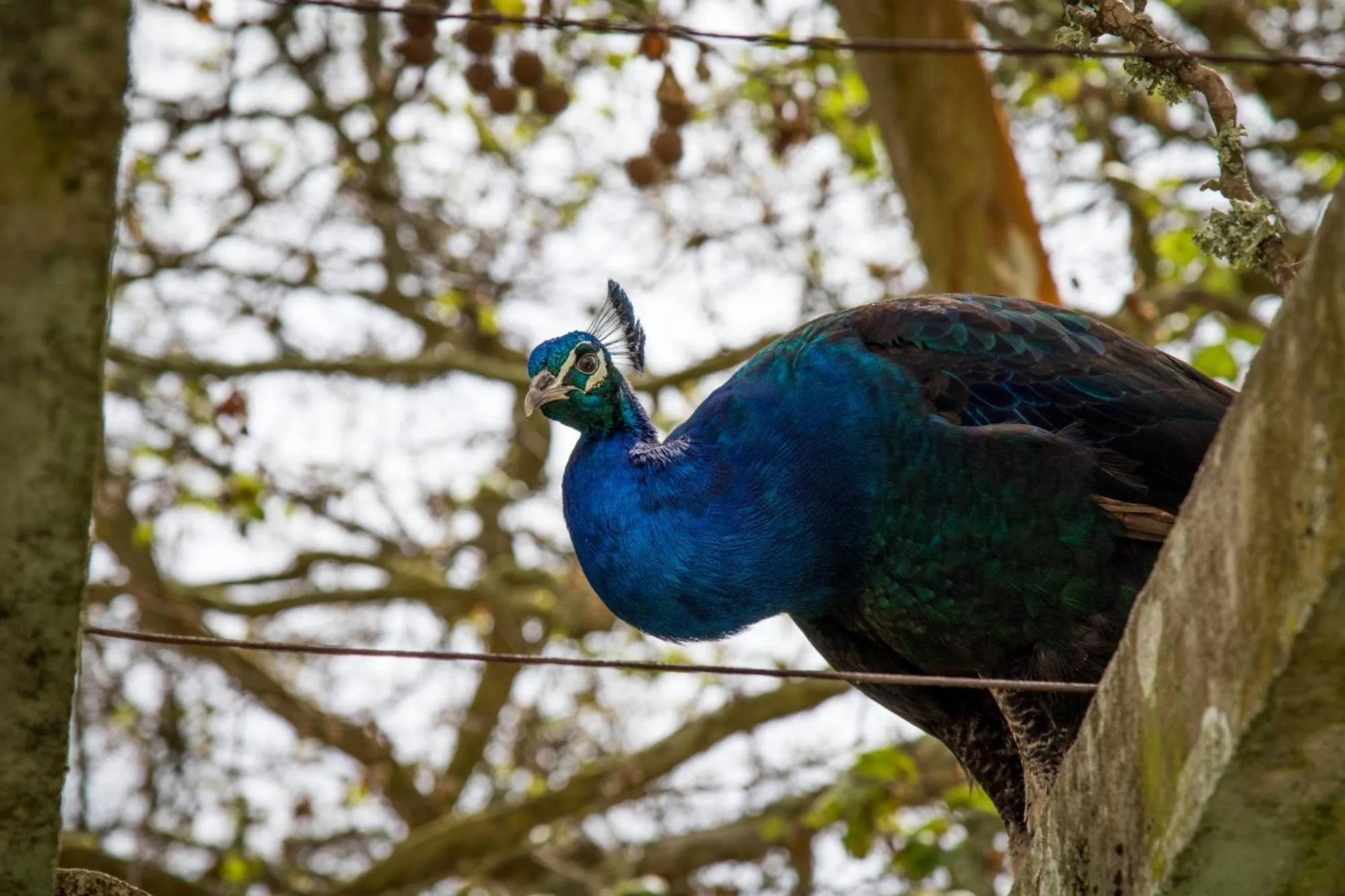 Animals in Quinta da Foz