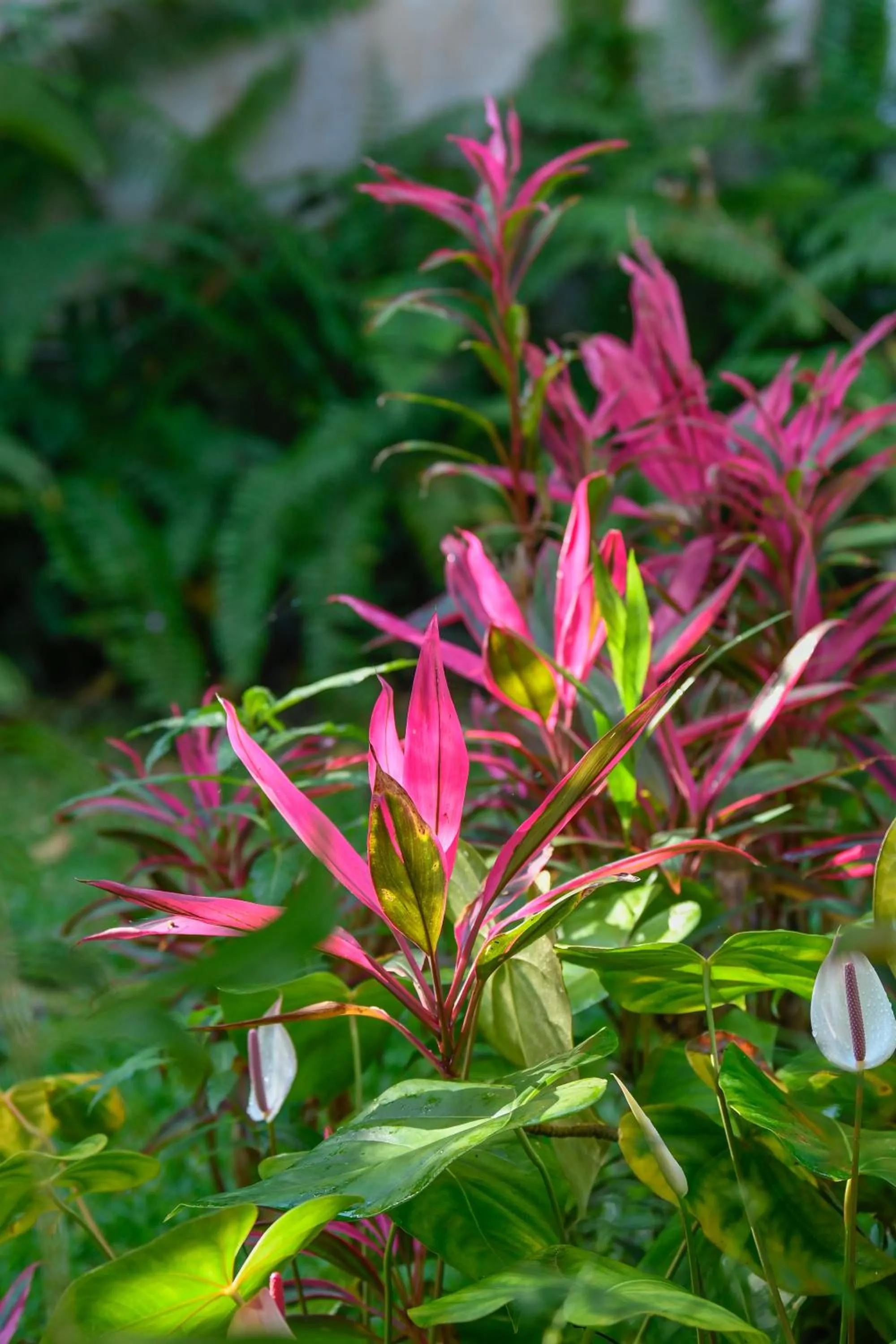 Garden in LE MEDINILLA