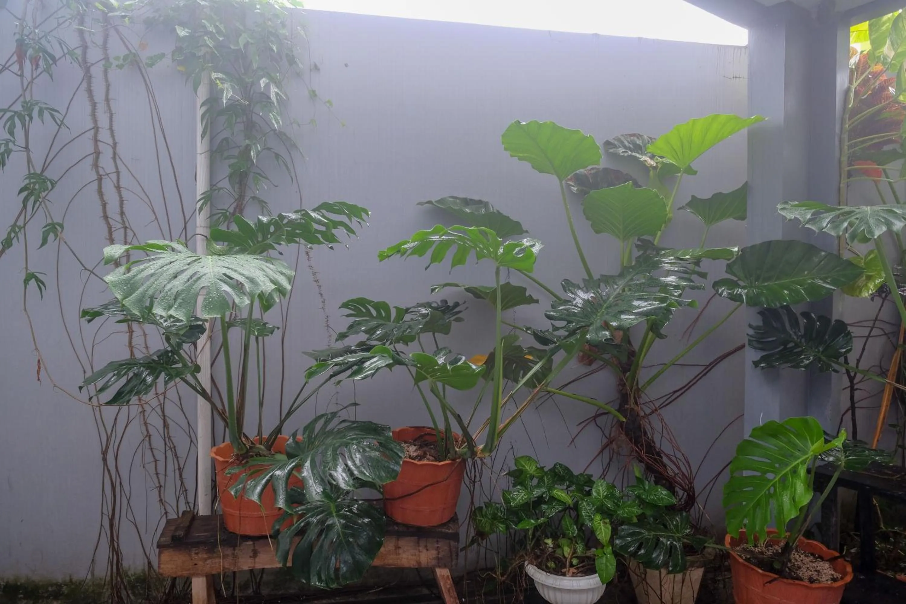 Garden view in RedDoorz at Lapangan Bandara Sam Ratulangi Manado