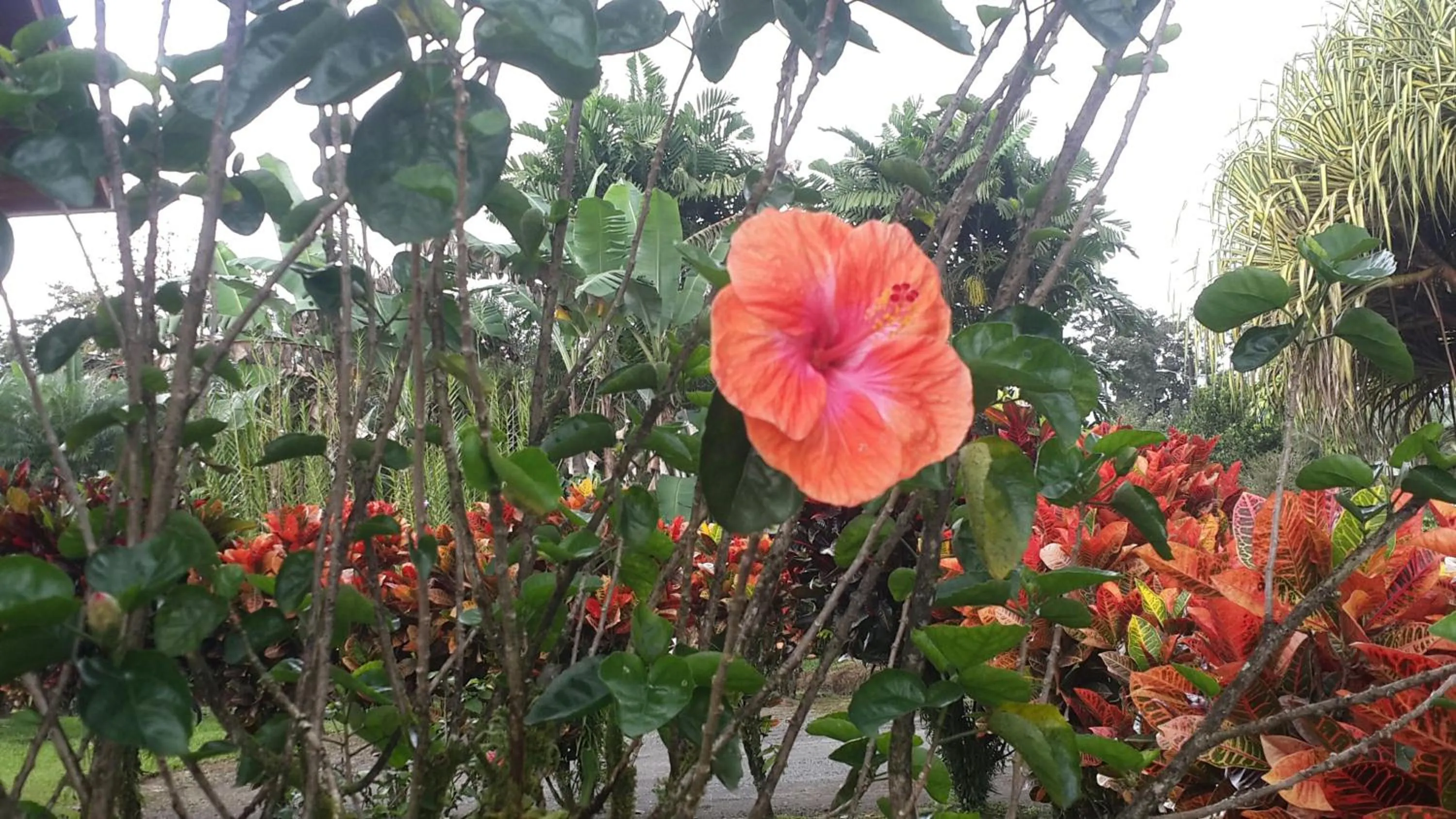 Garden in Hotel Villas Vilma