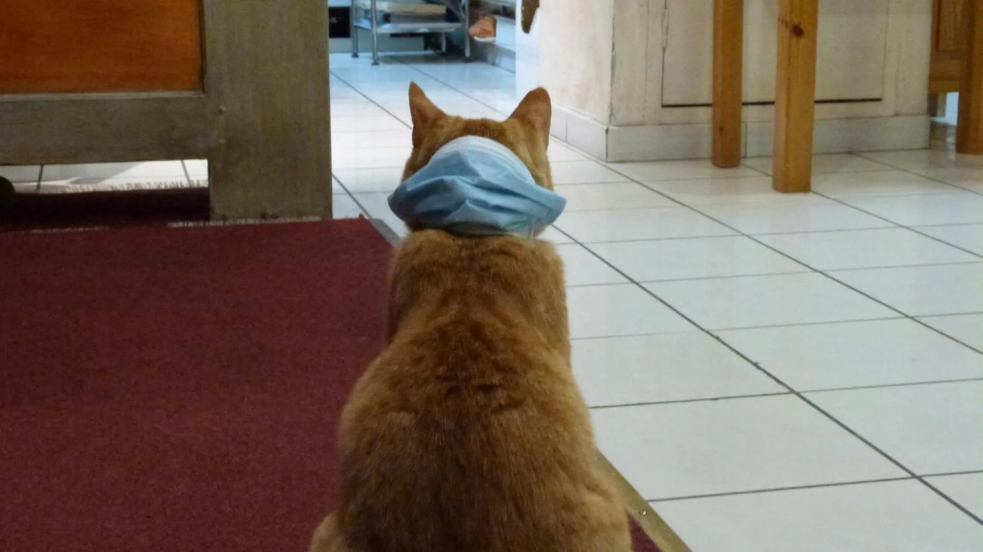 Pets in Hotel-Restaurant La Lauzétane